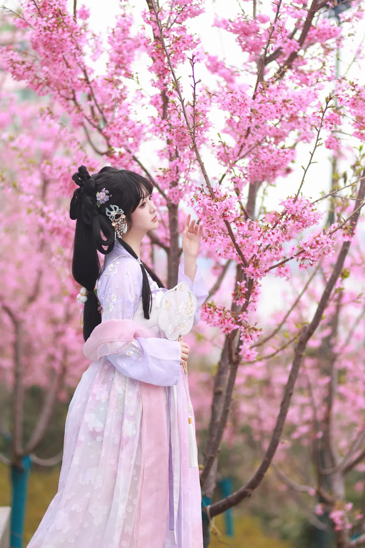 粉樱梦