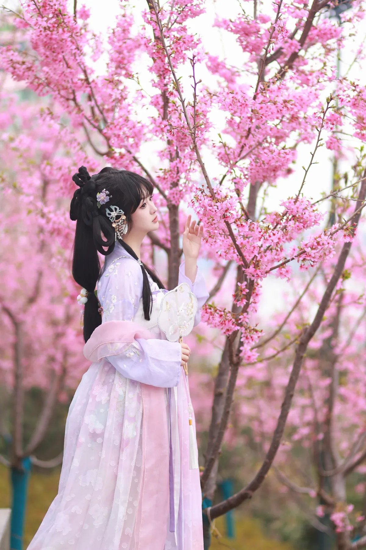 粉樱梦3
