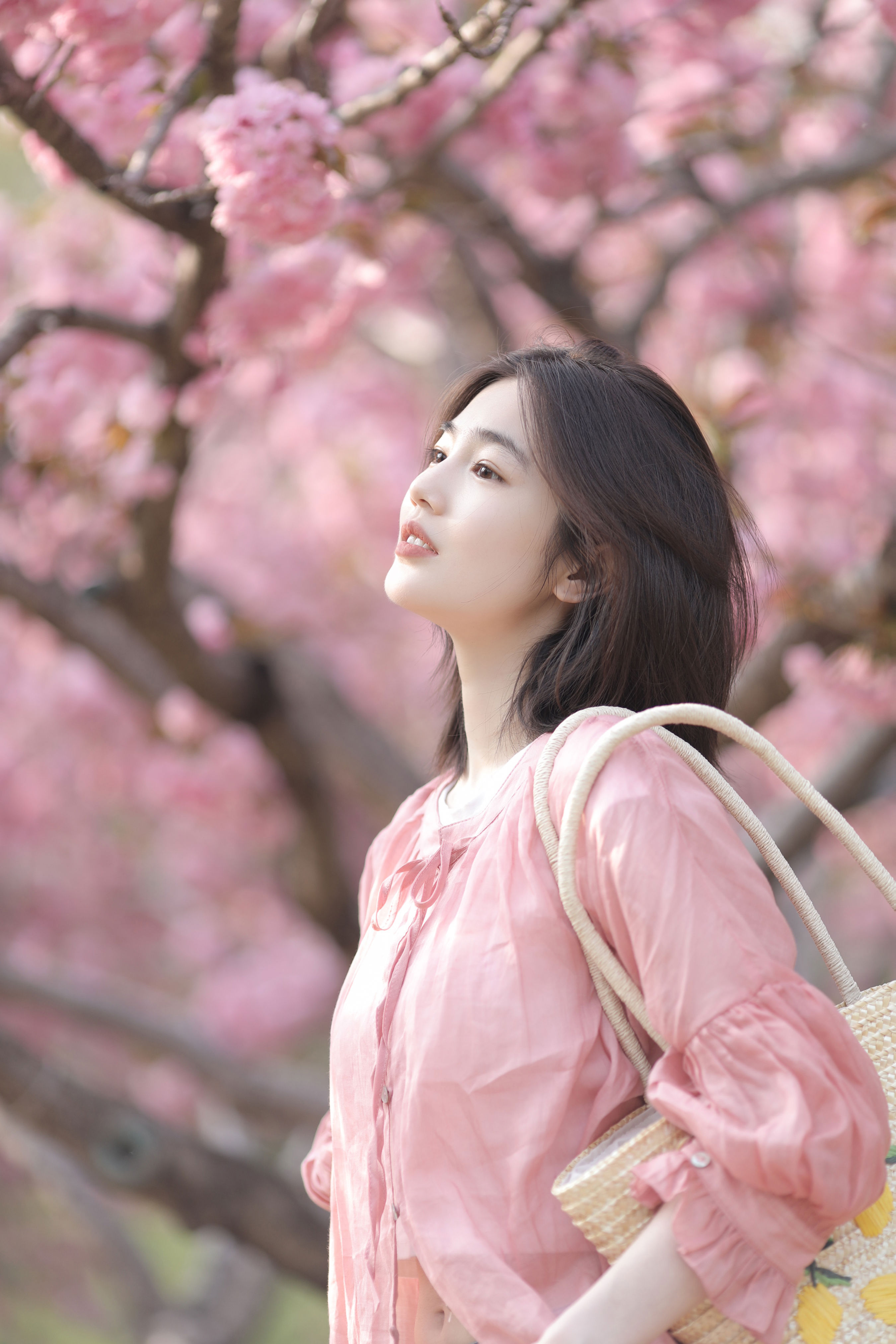 晚樱