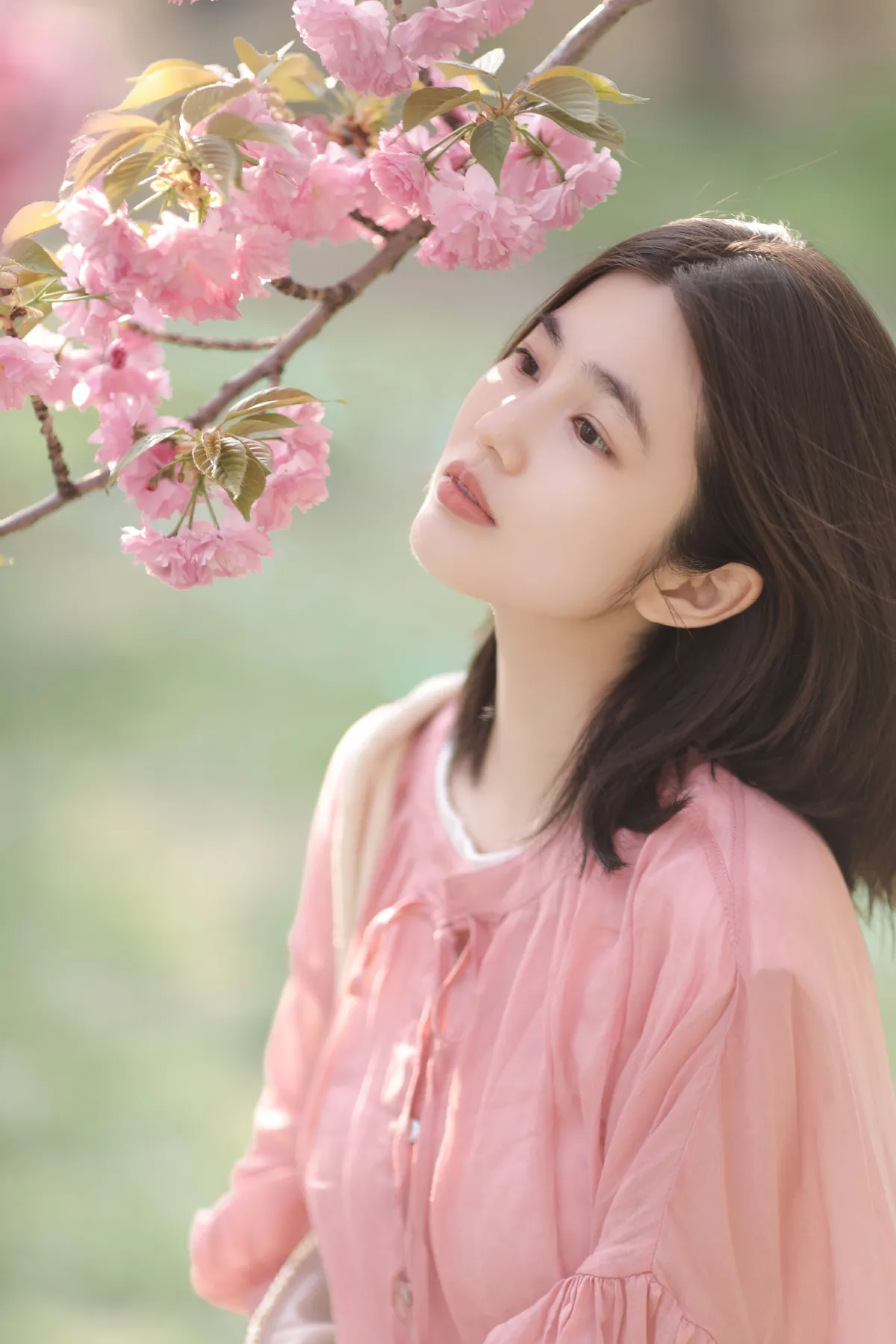 晚樱2