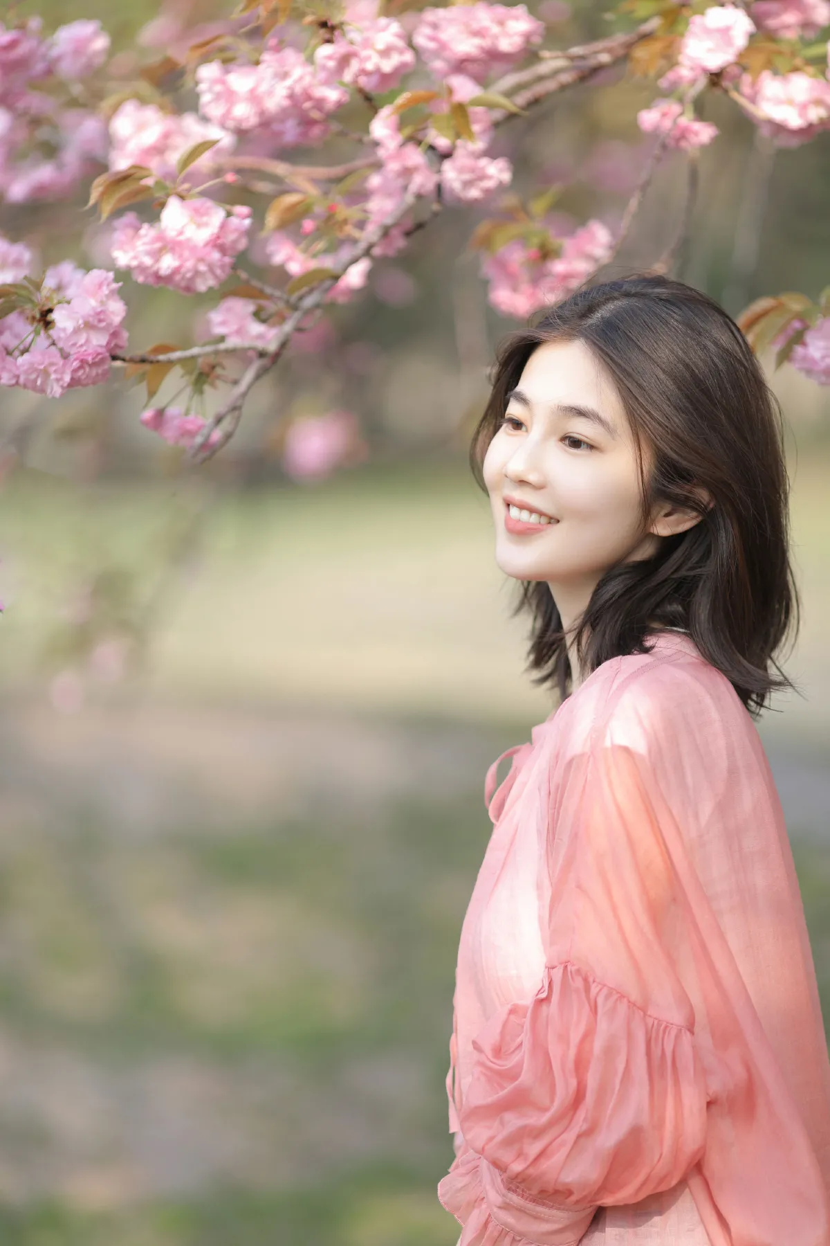 晚樱