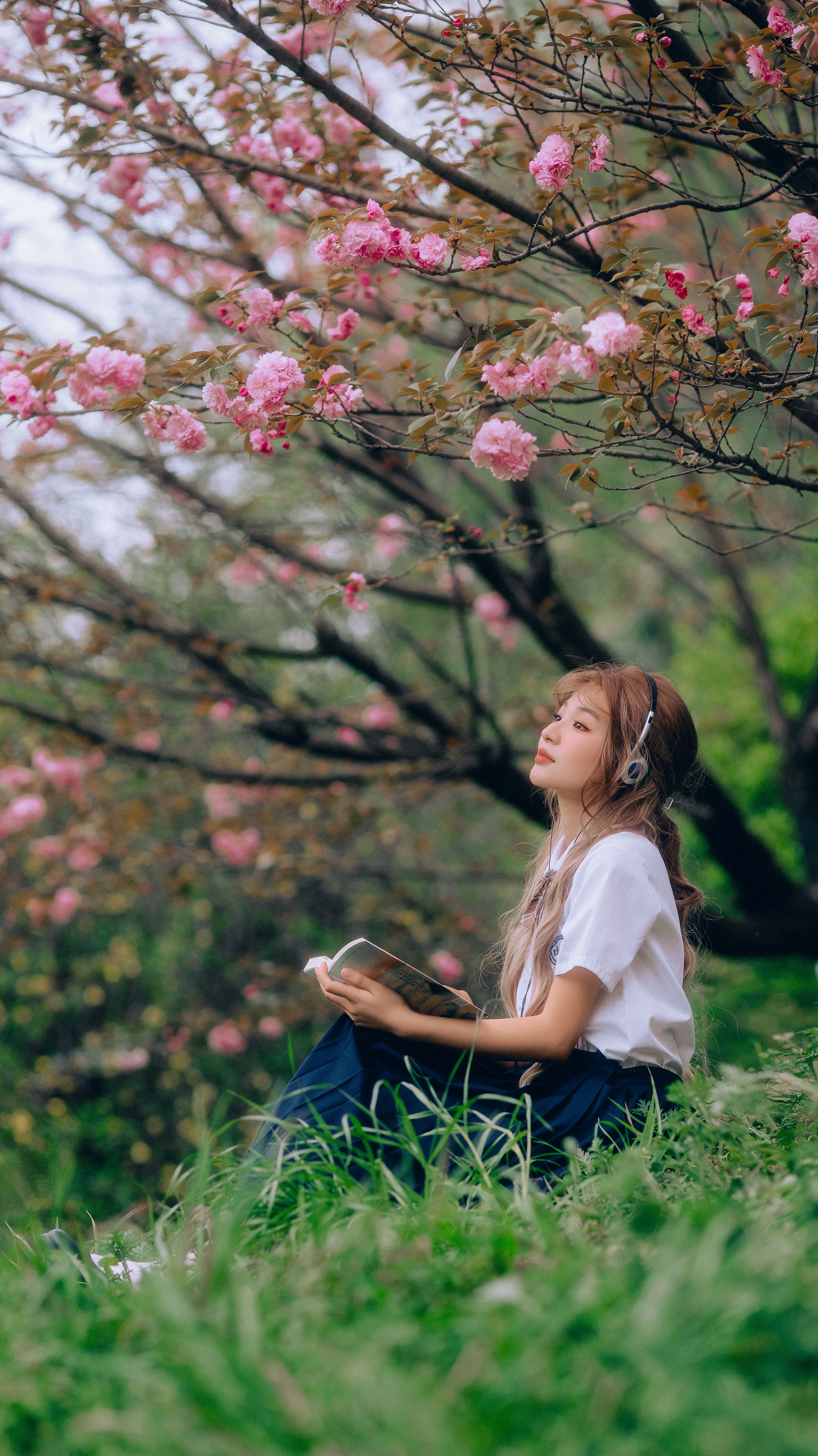 三月的樱花