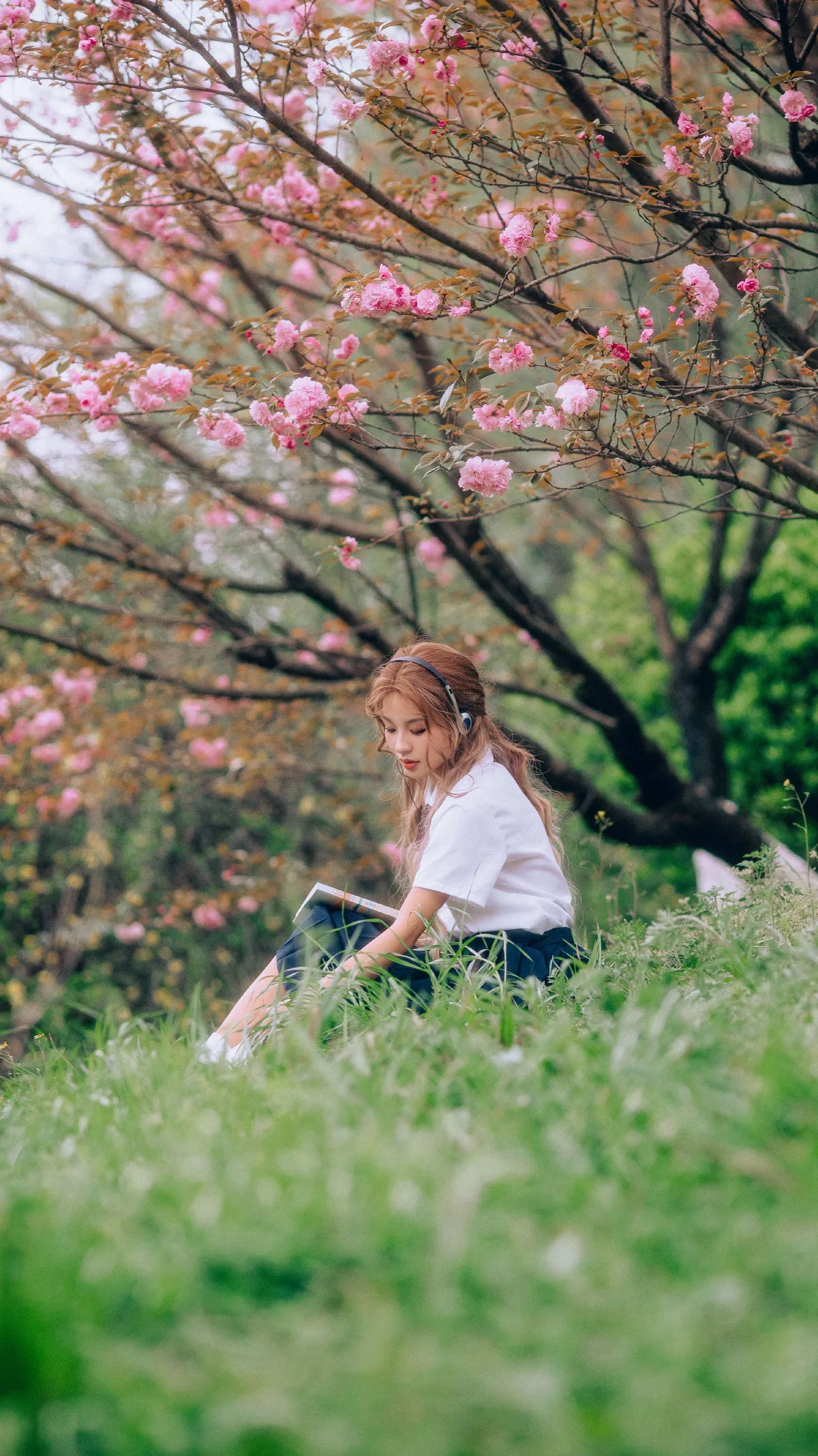 三月的樱花