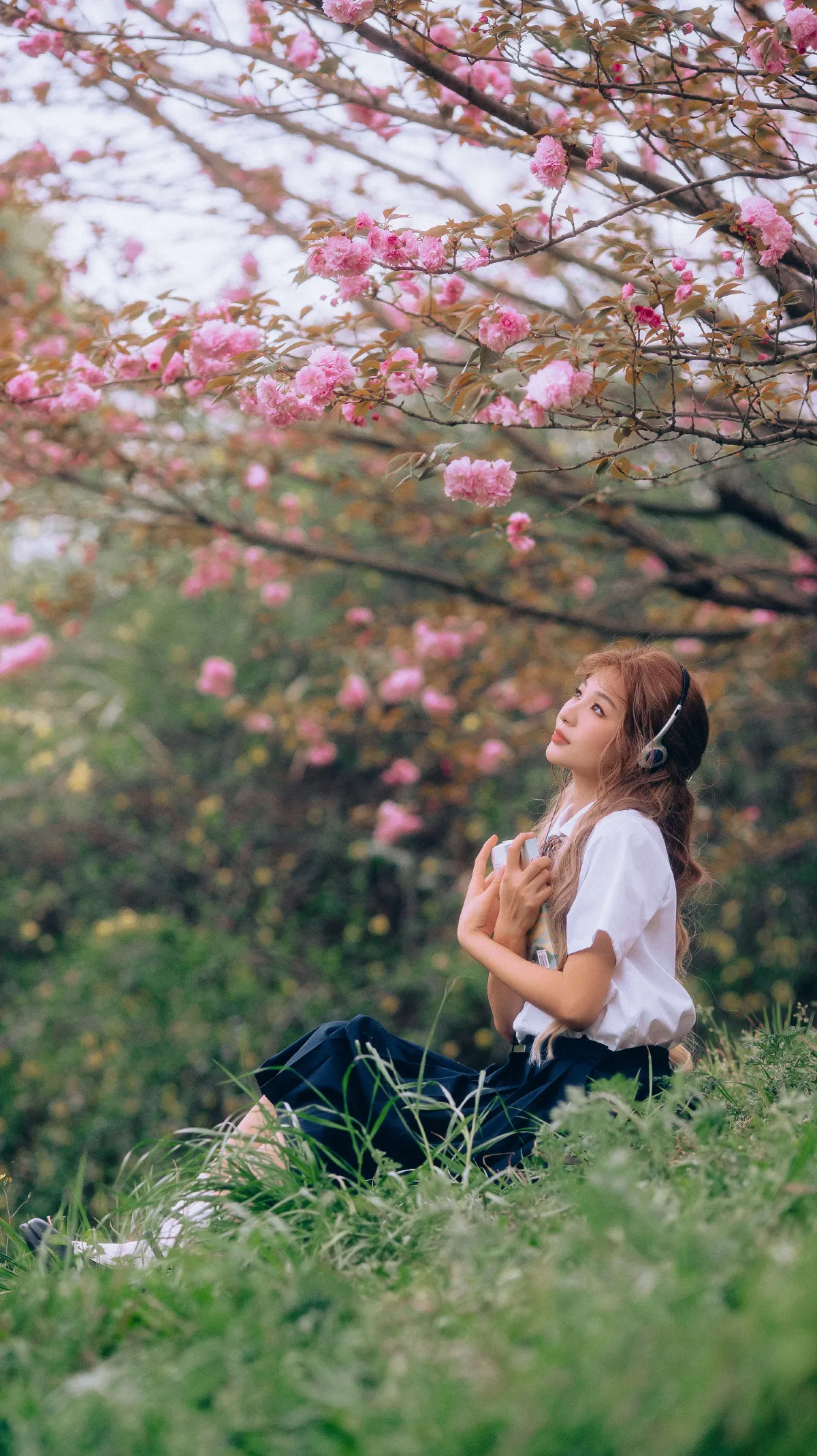 三月的樱花