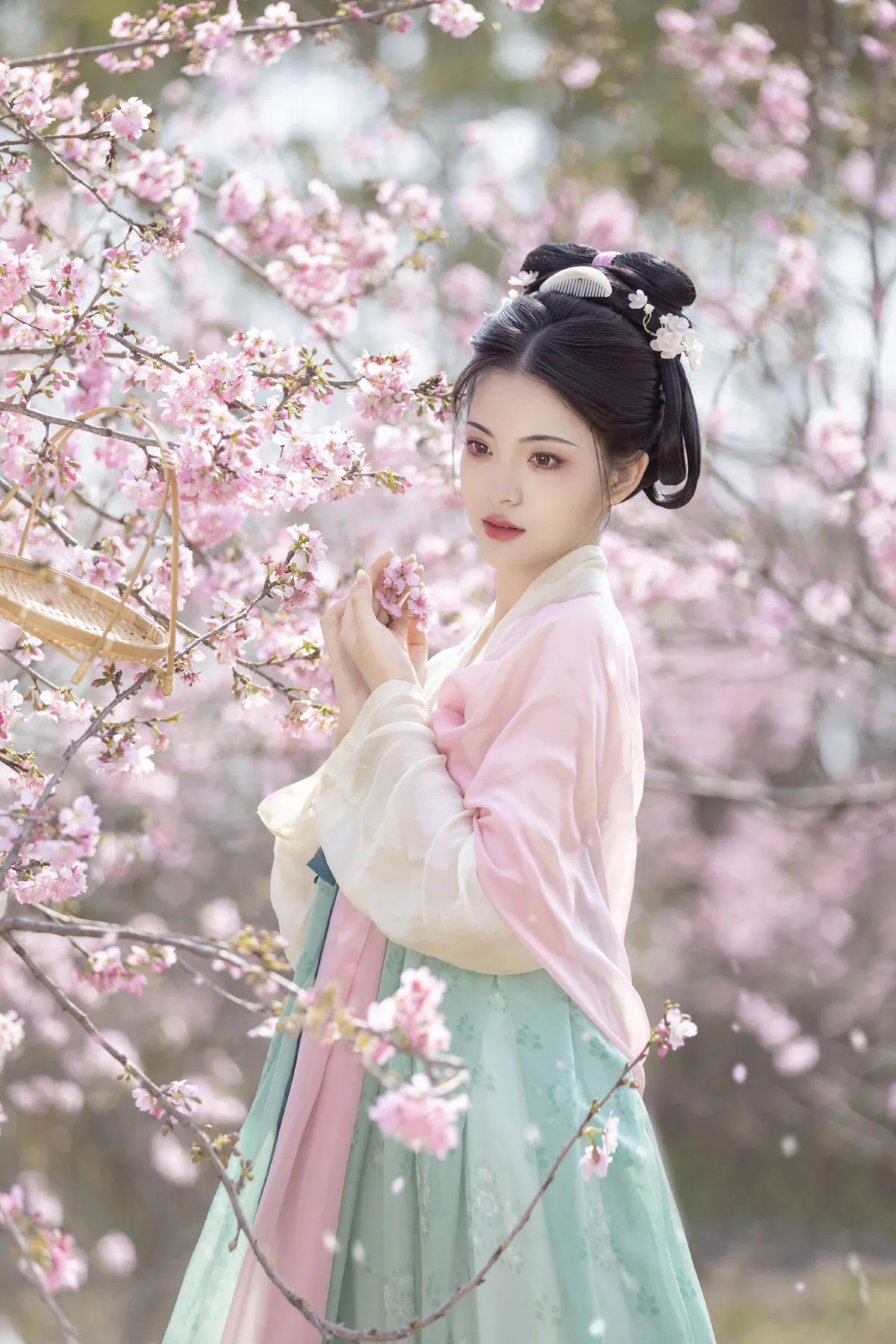 春樱1