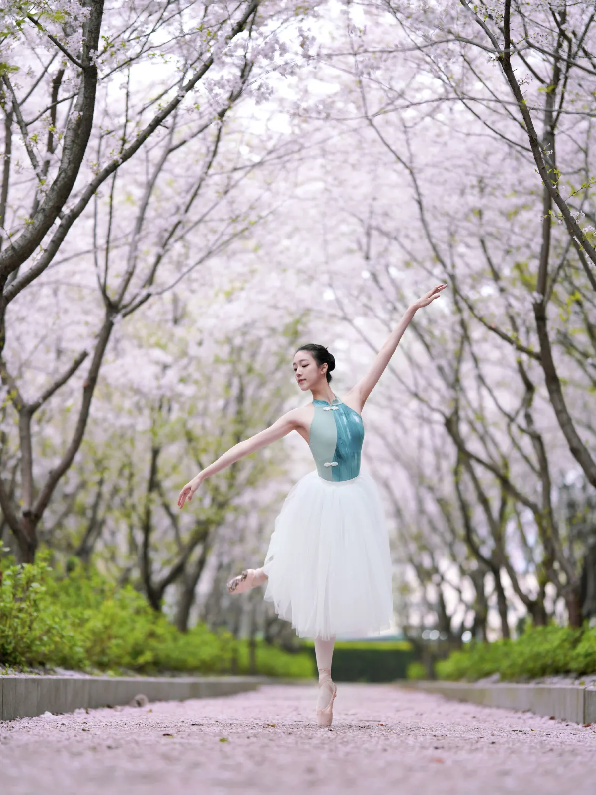 樱花芭蕾1