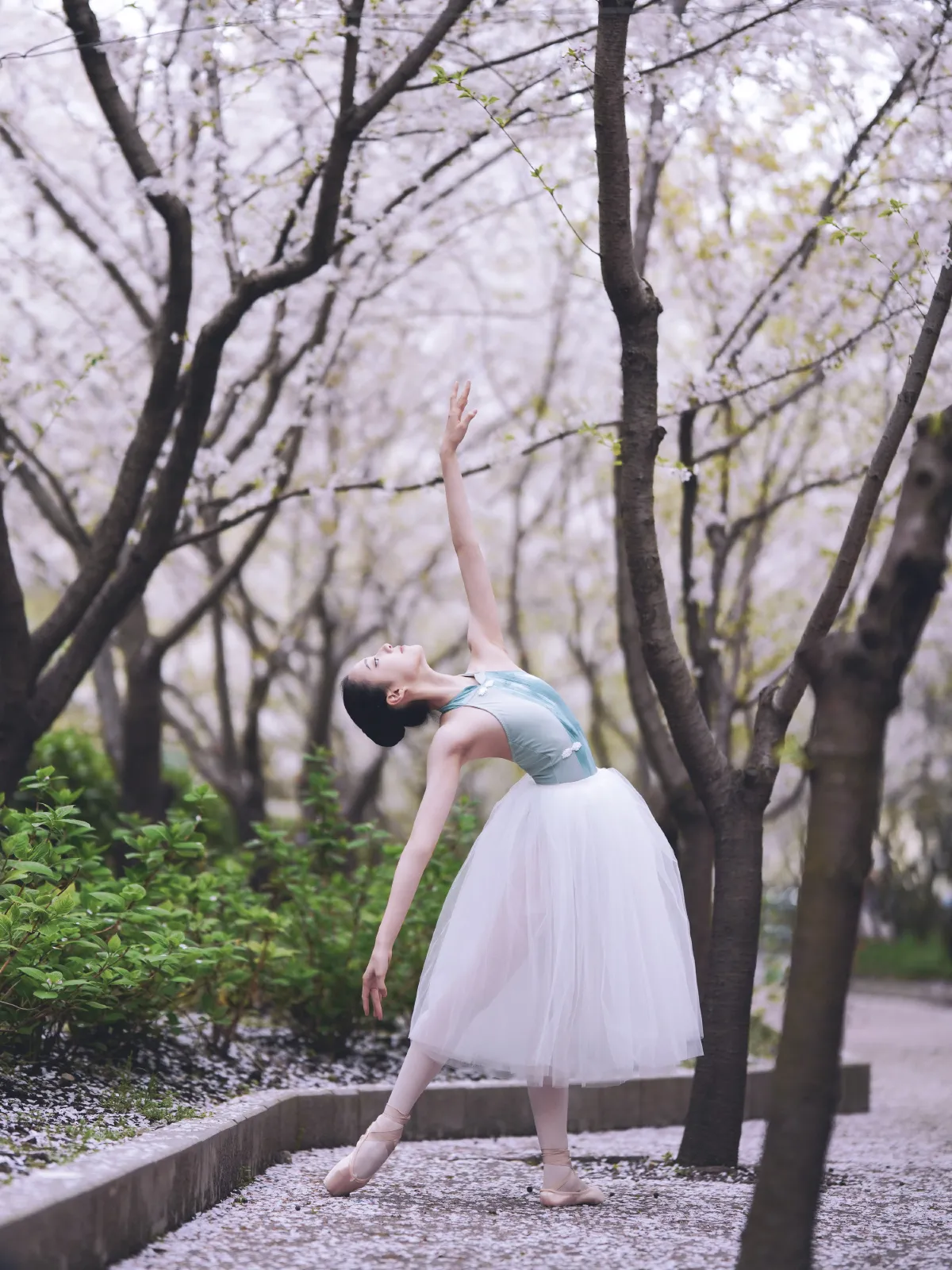 樱花芭蕾2