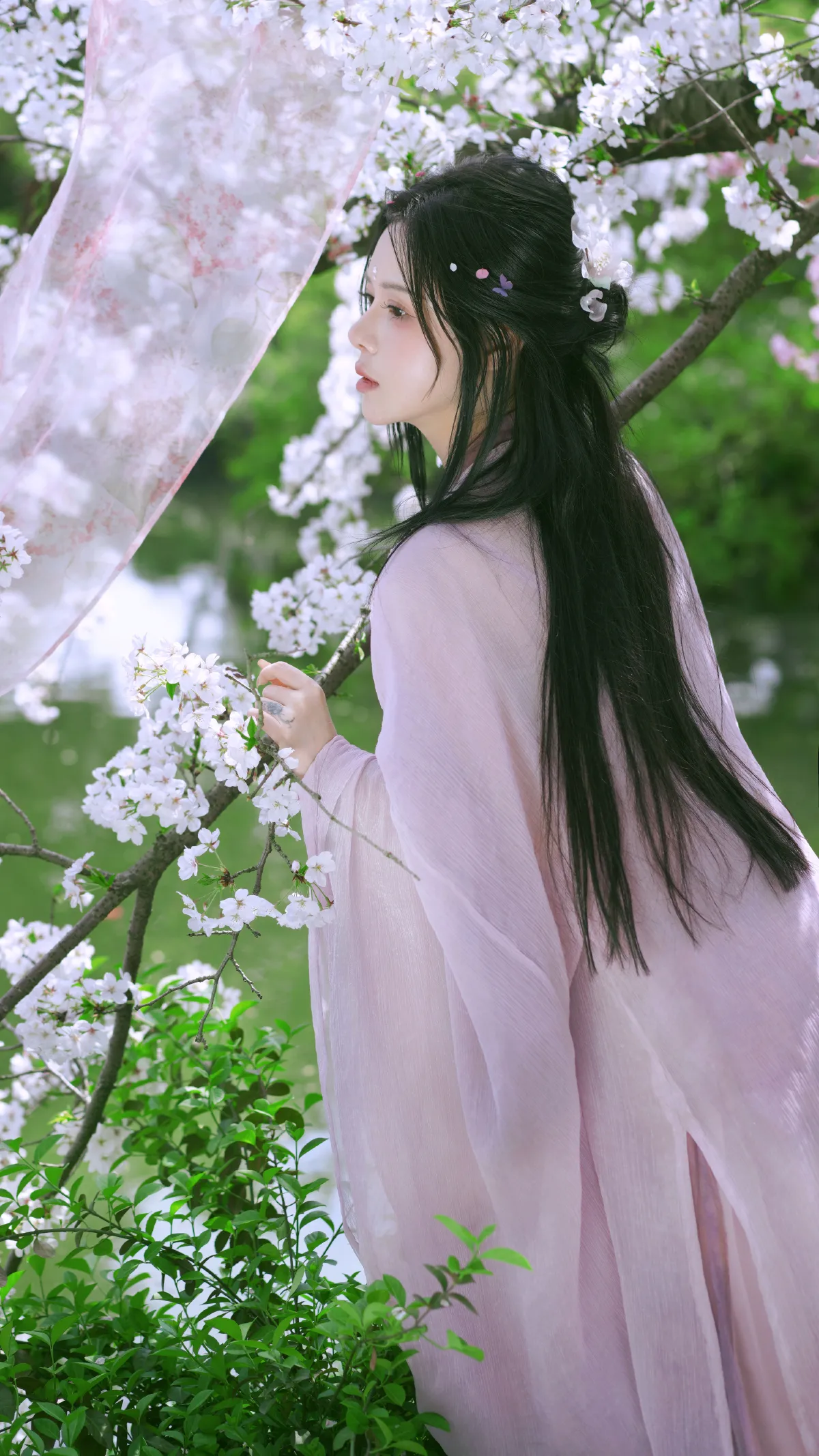 樱花季