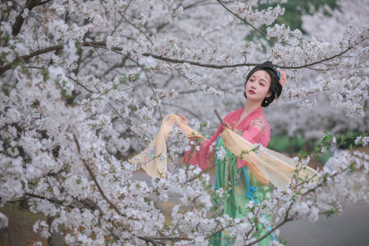 樱花漫