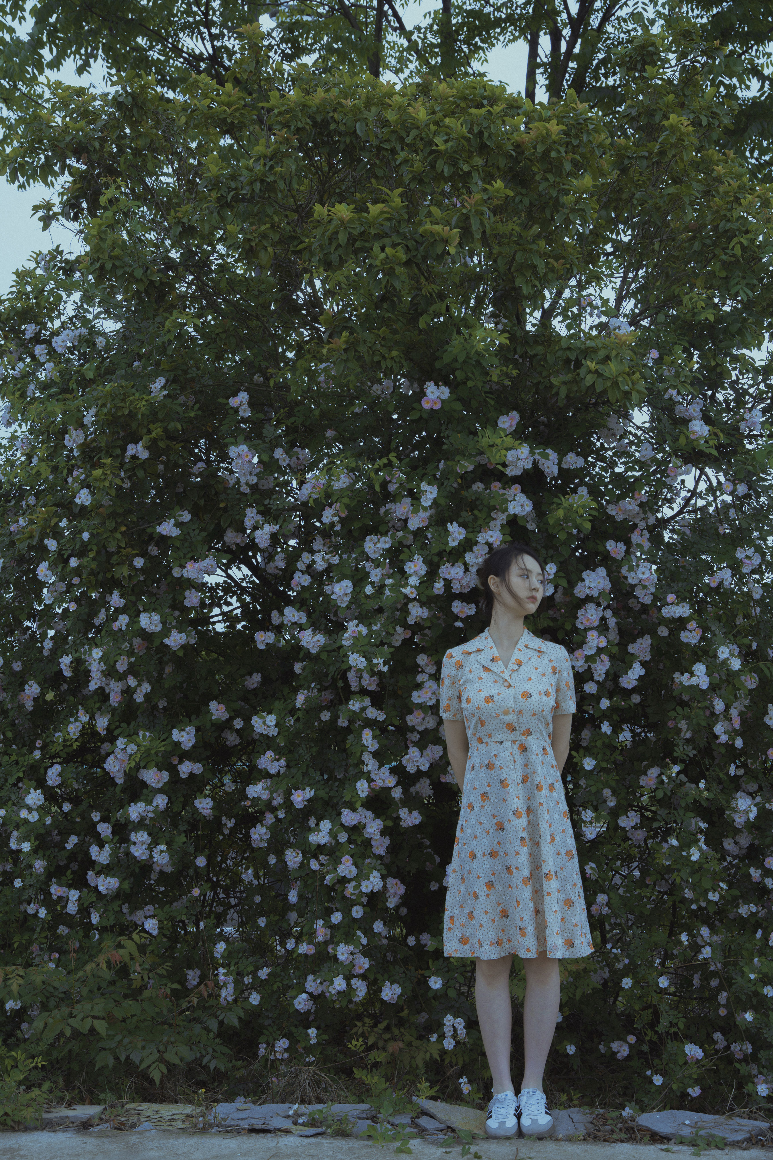 春风吹散了蔷薇