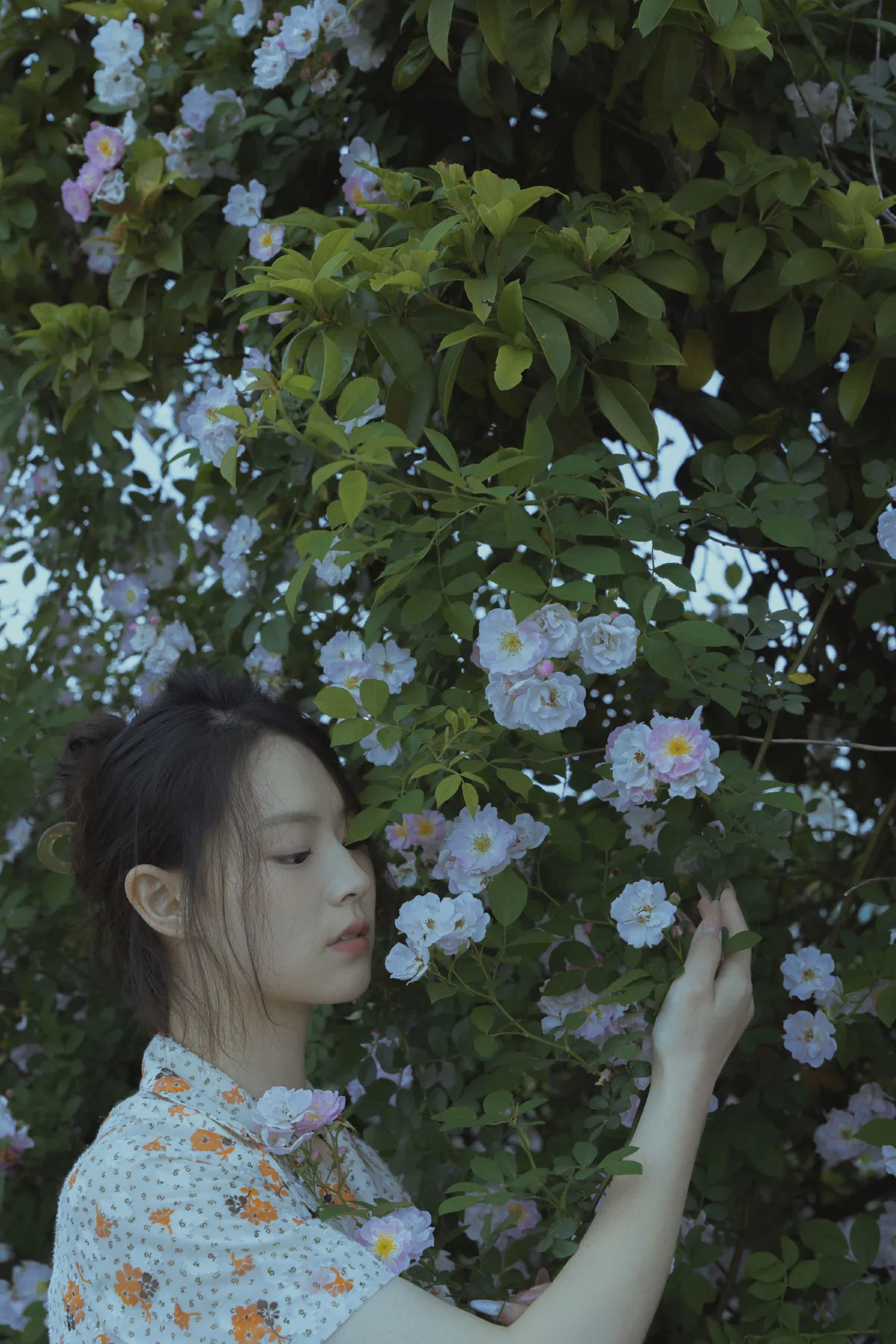 春风吹散了蔷薇