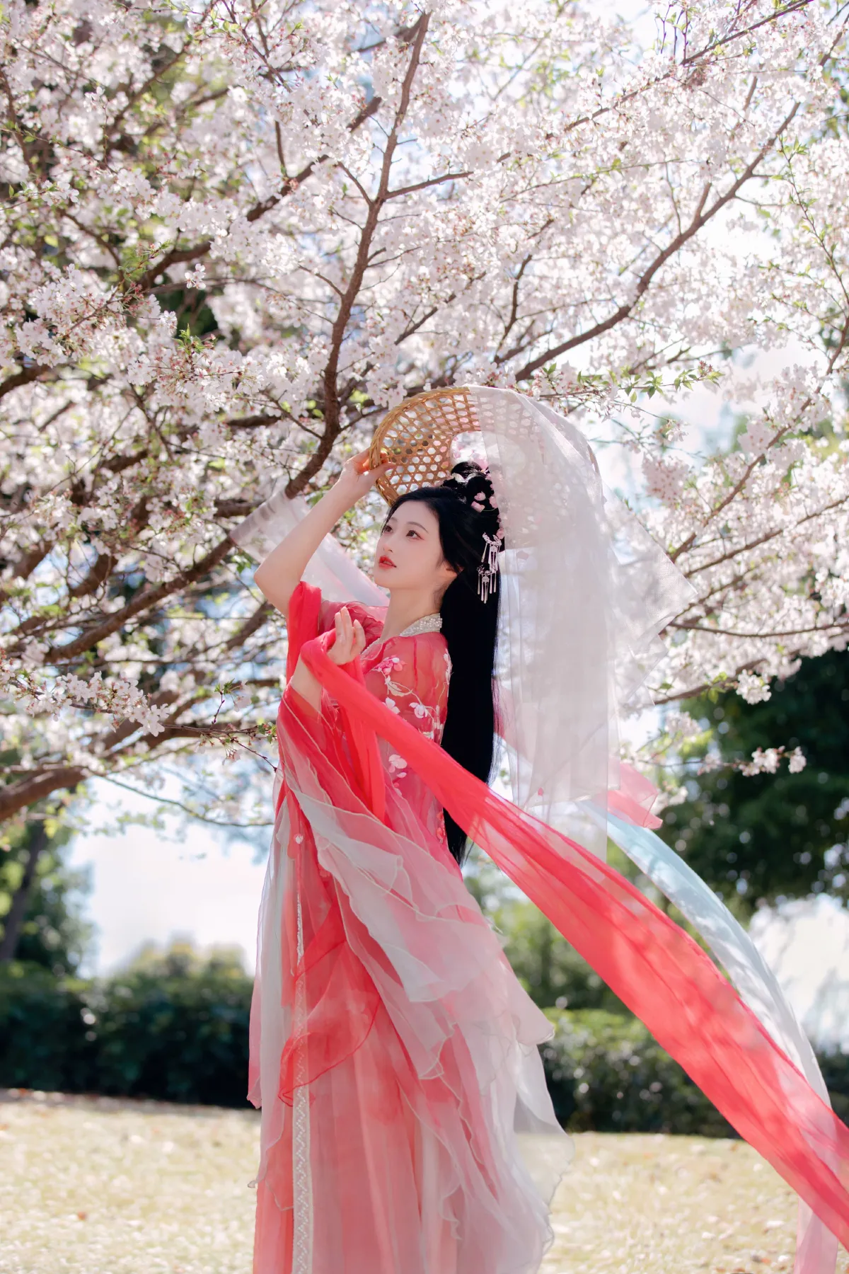 樱花雨1