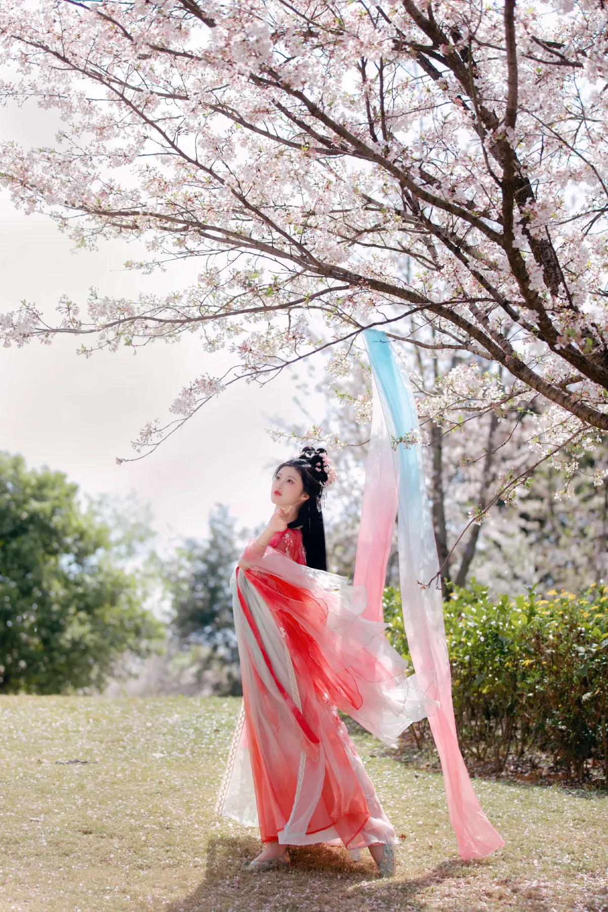樱花雨