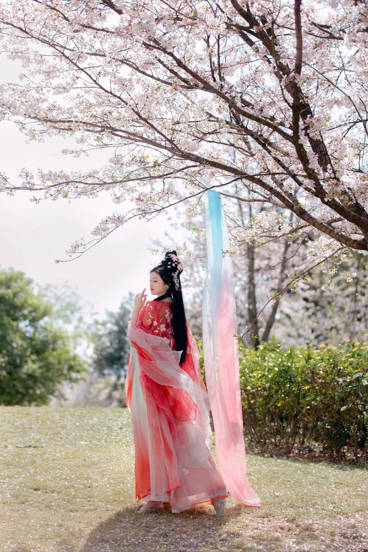 樱花雨