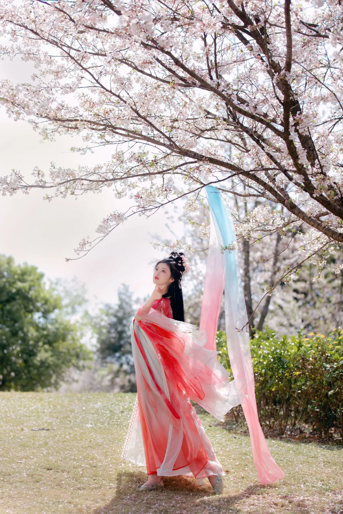 樱花雨3