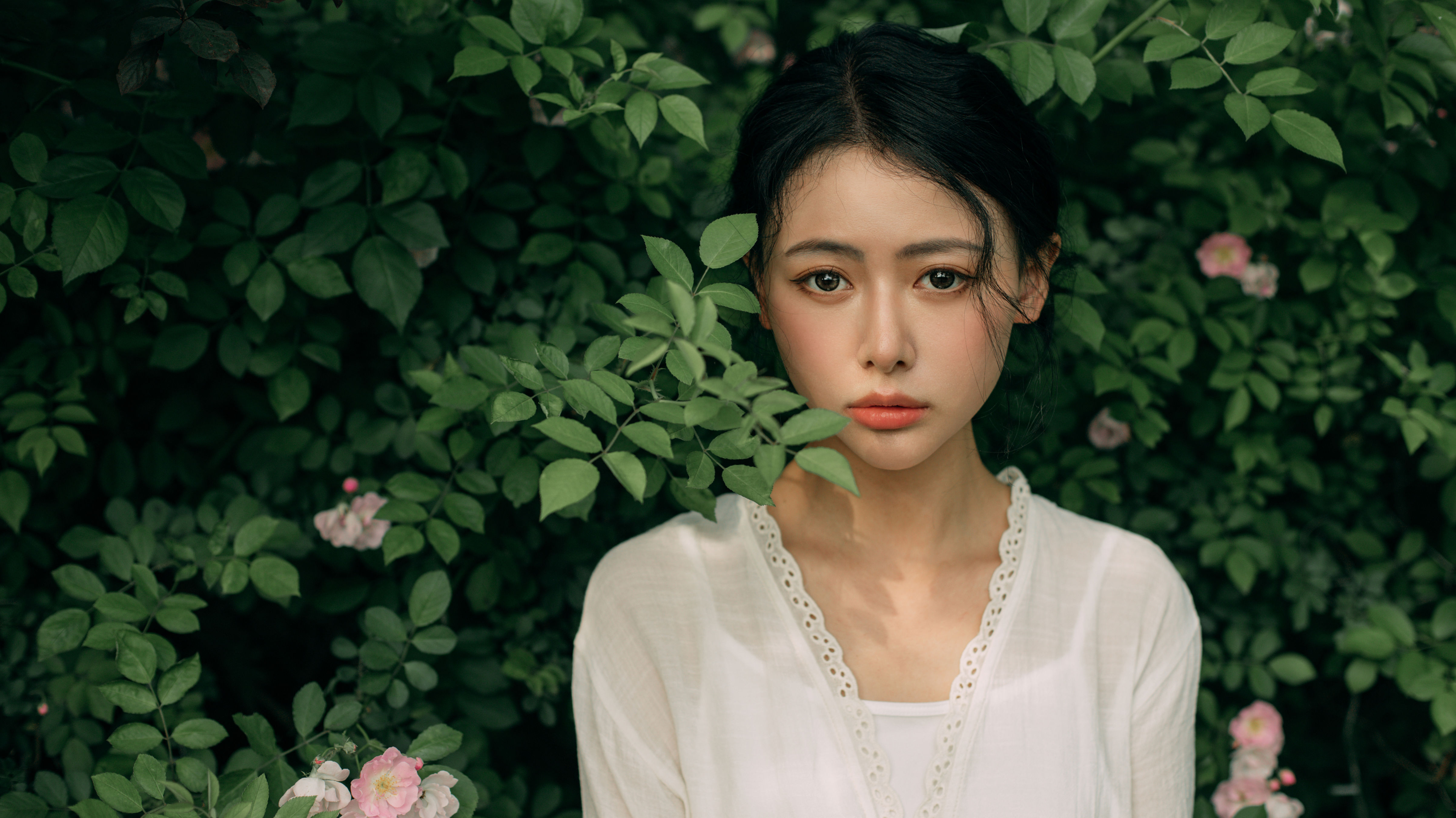 春日蔷薇