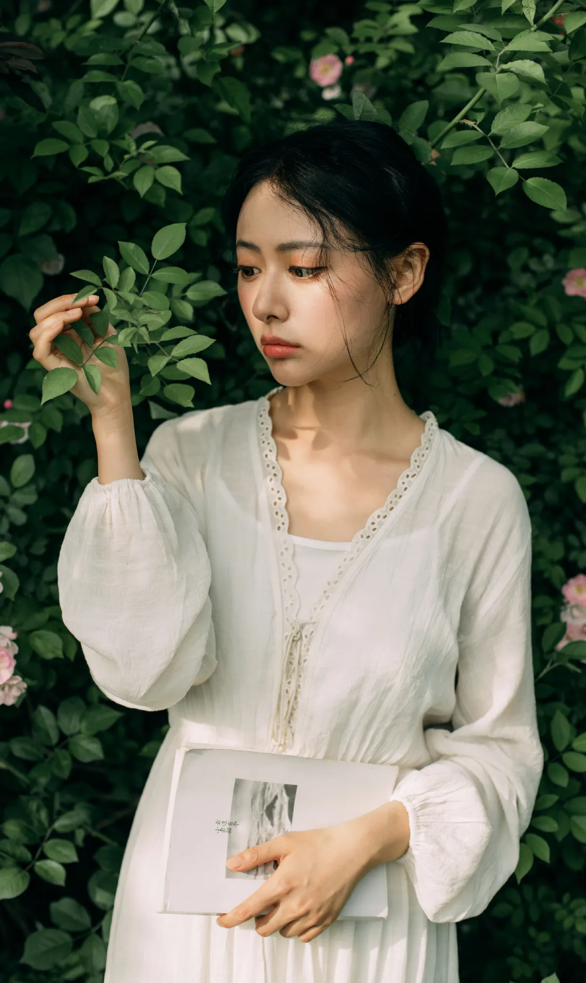 春日蔷薇