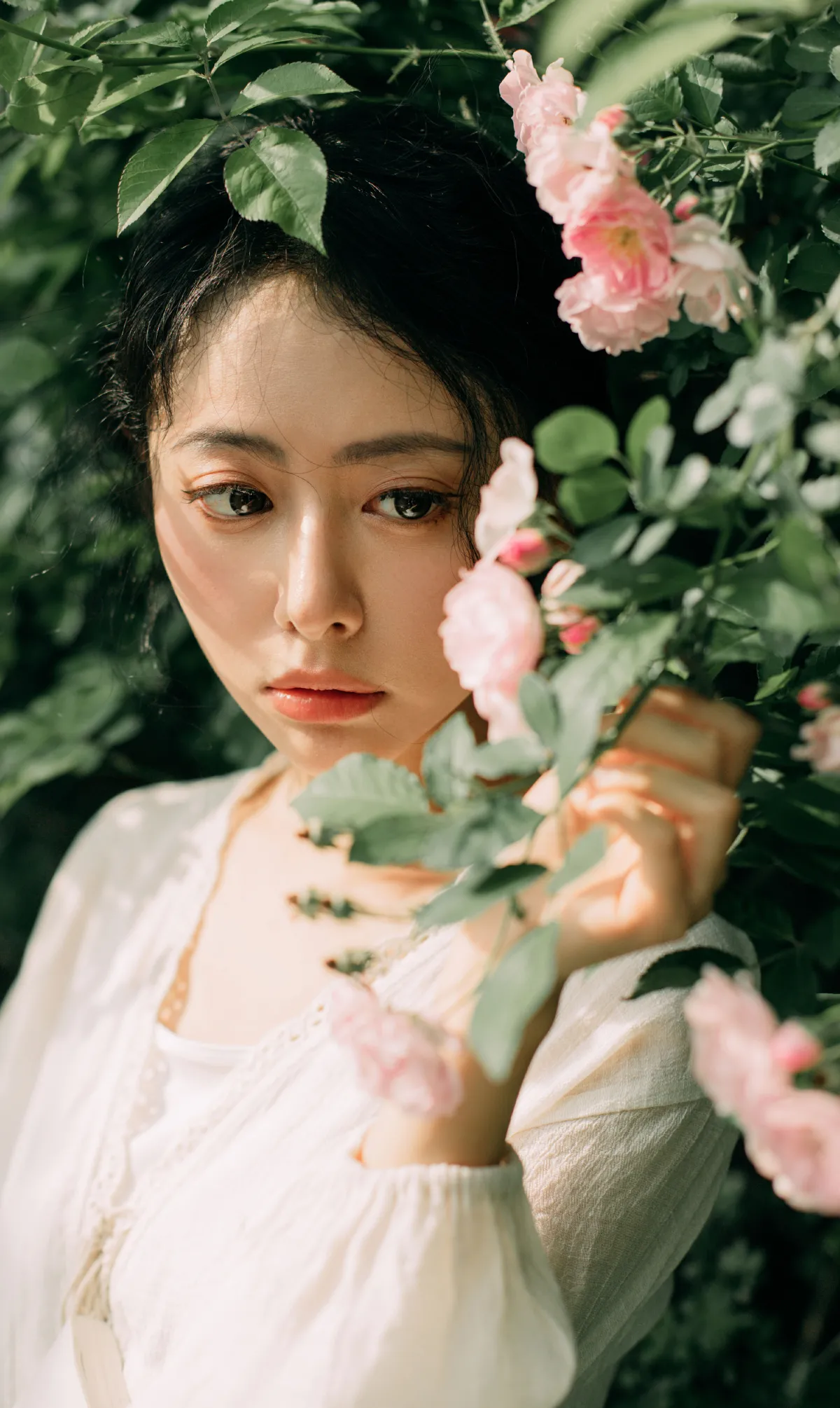 春日蔷薇