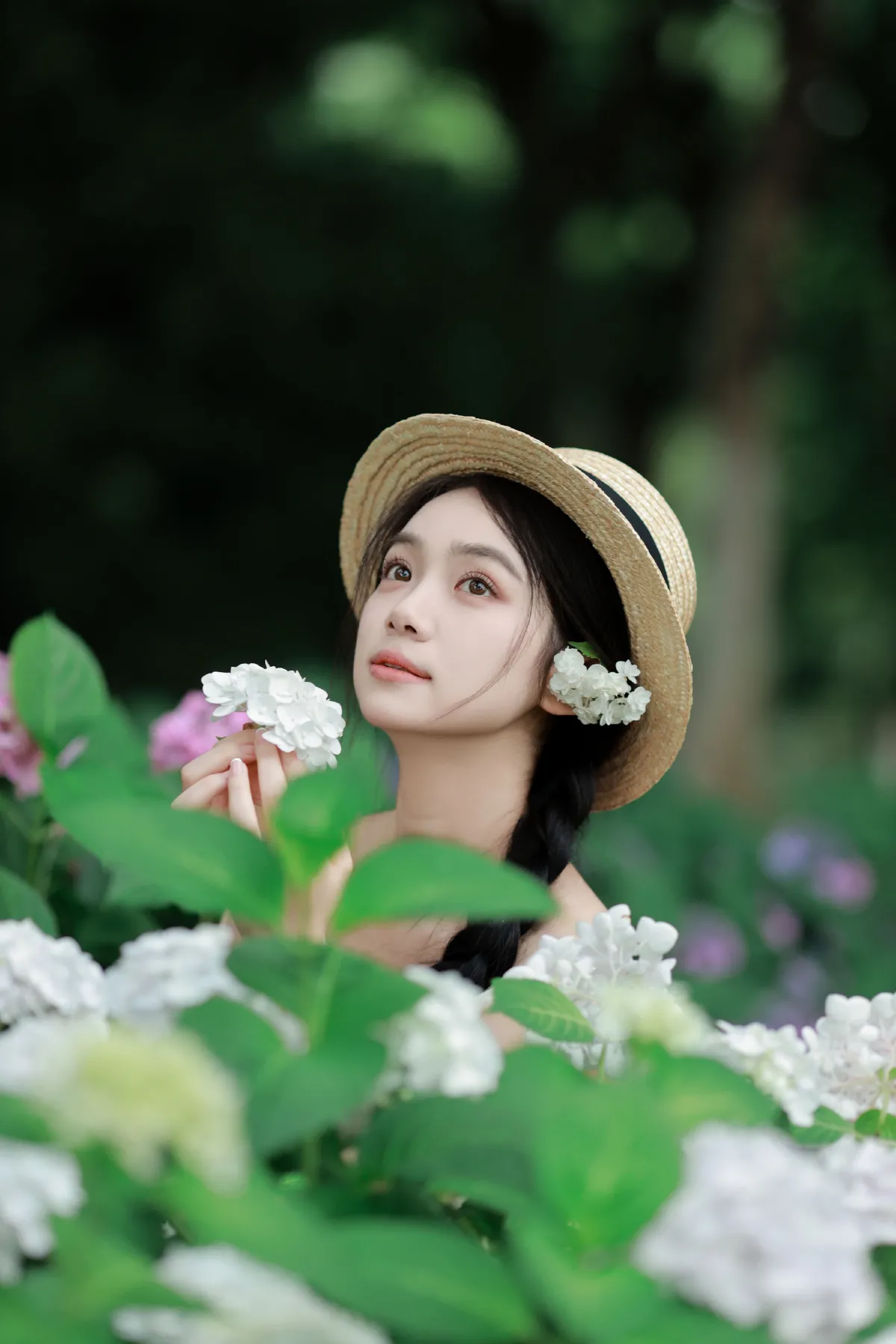 绣球花的春天