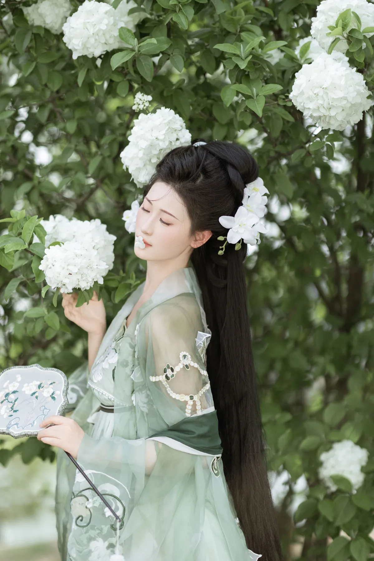 玉绣球花