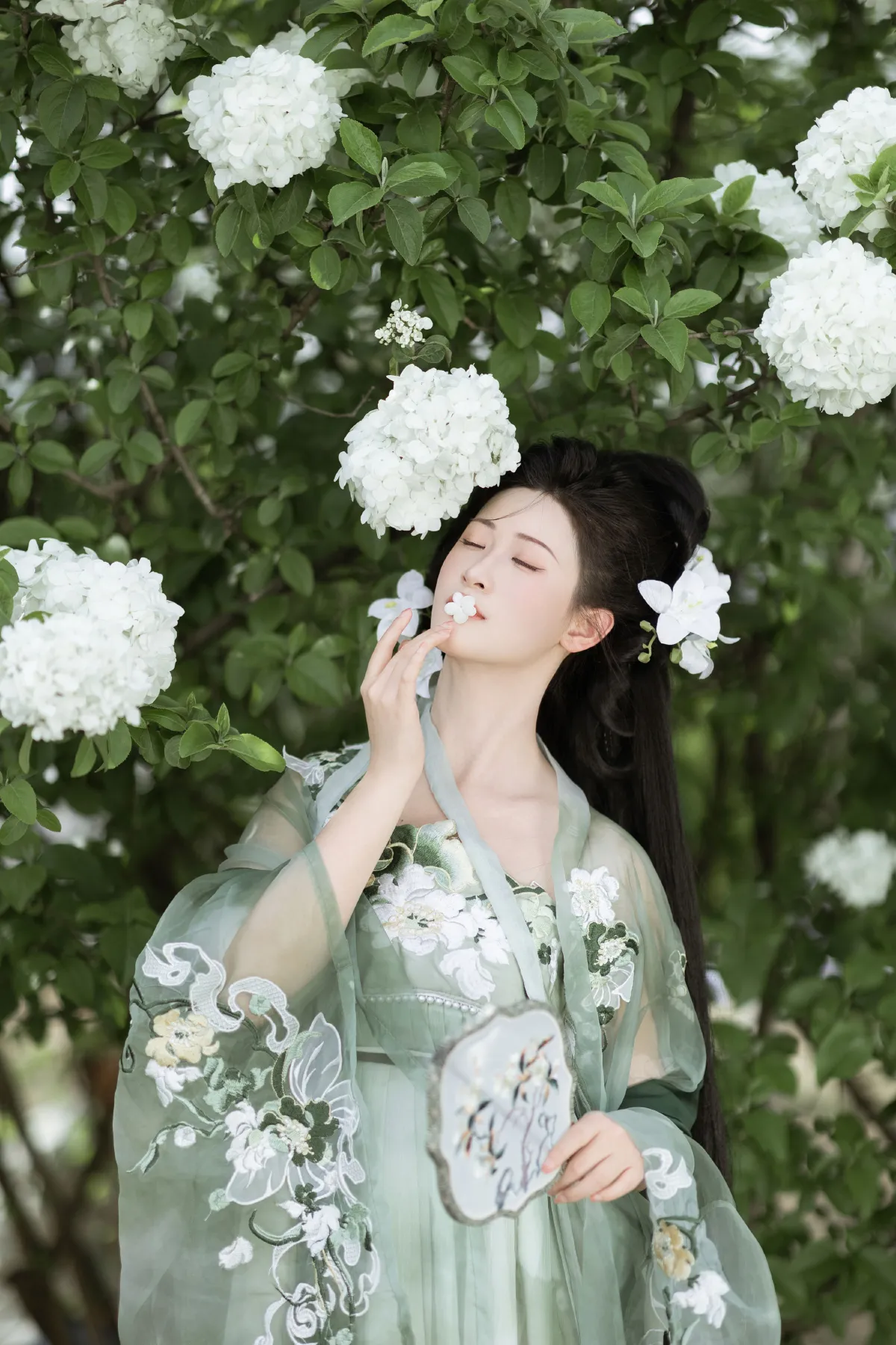 玉绣球花
