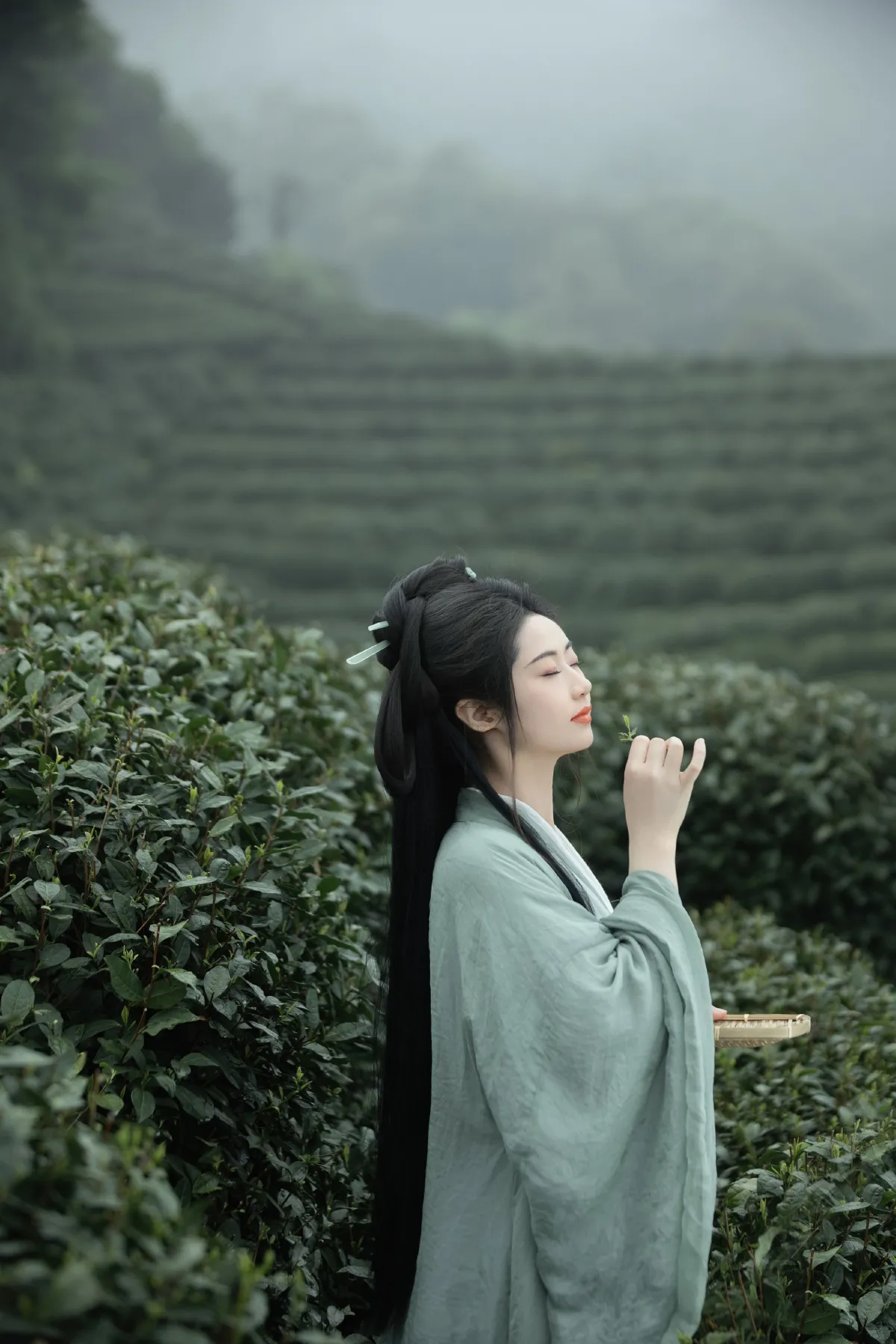 明前绿2