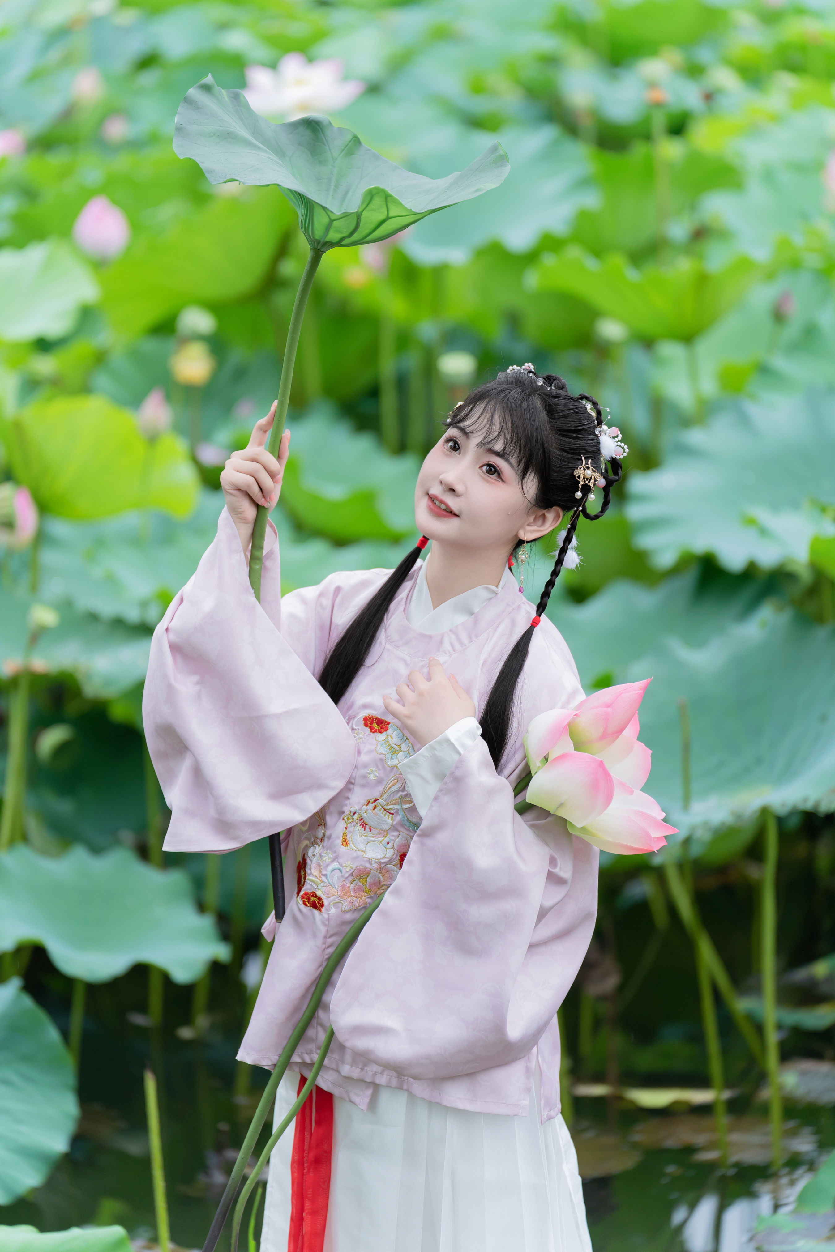 荷花的夏天