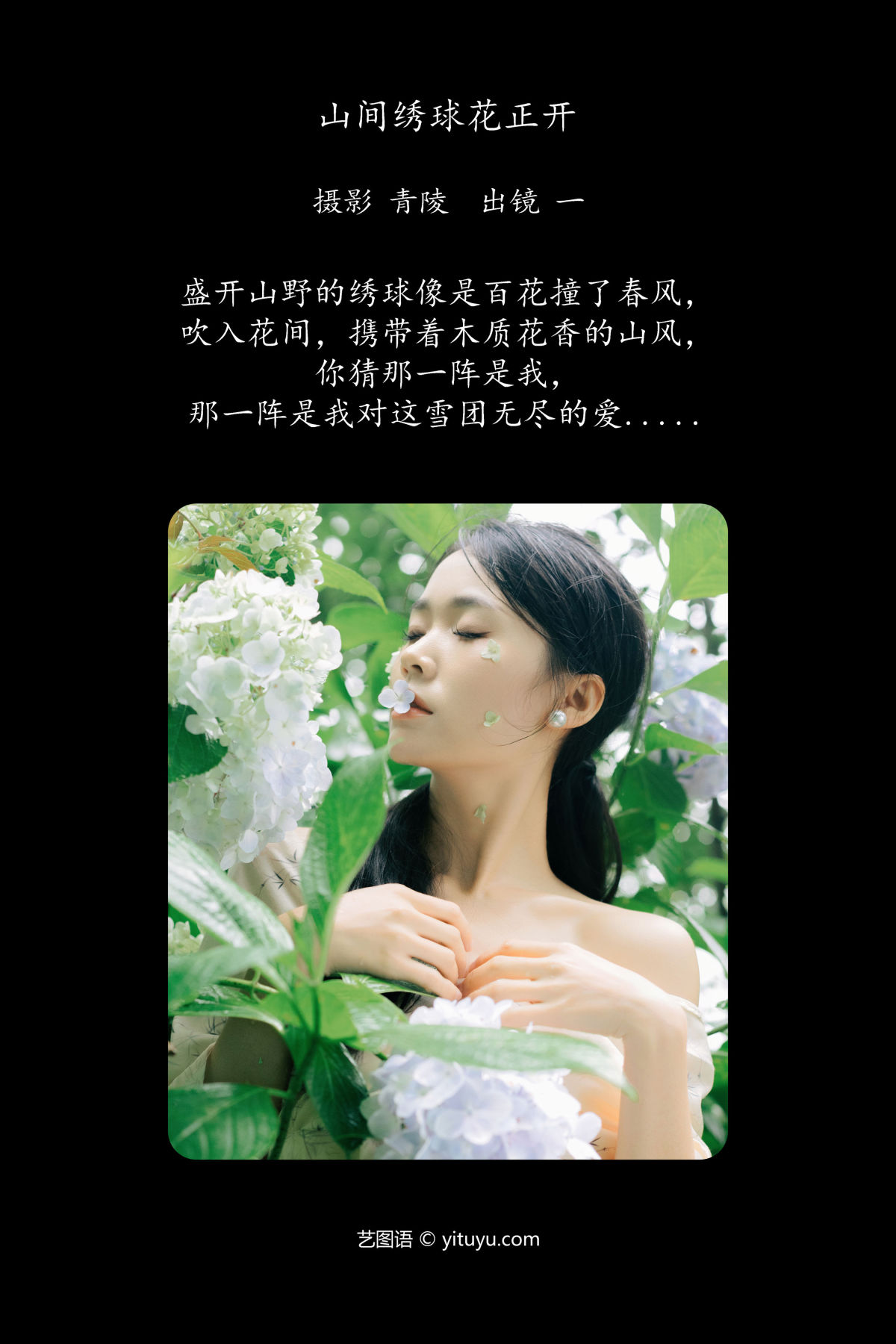 青陵_一《山间绣球花正开》美图作品图片2