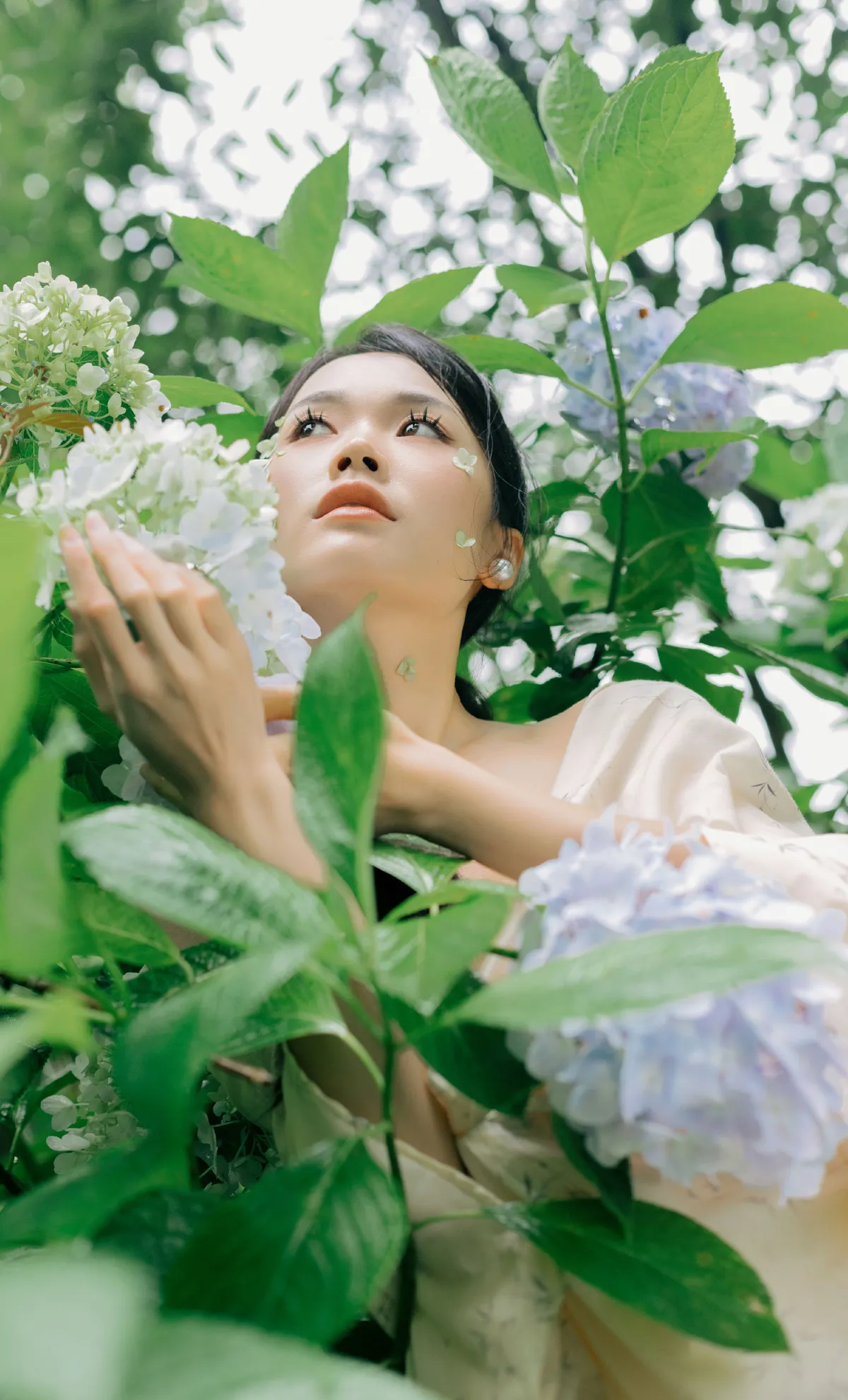 山间绣球花正开