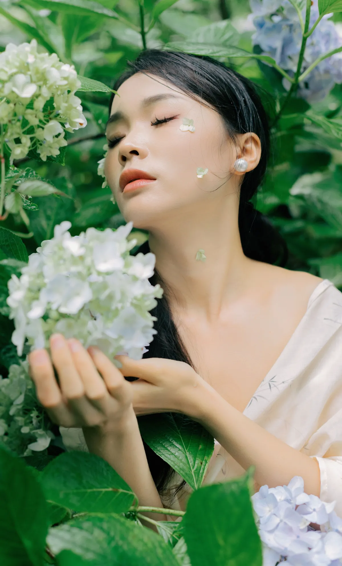 山间绣球花正开