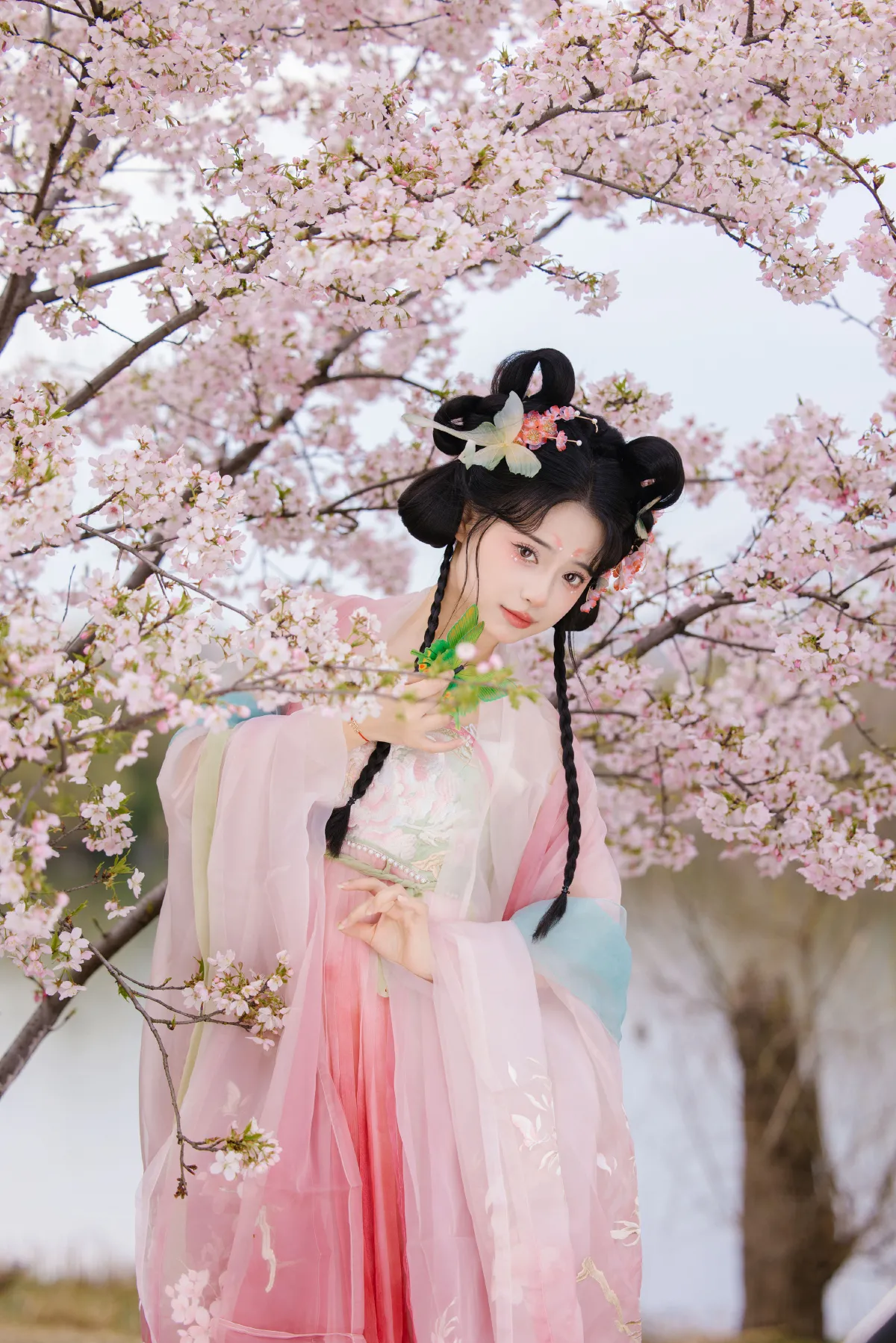 赏樱1