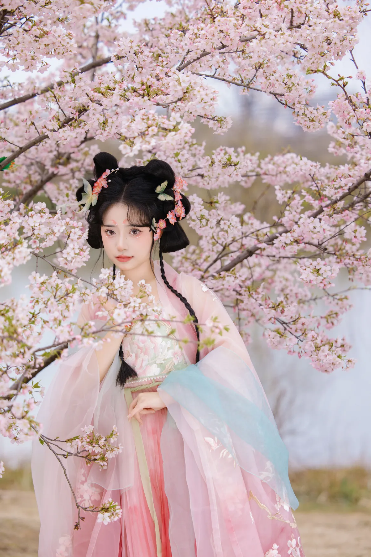 赏樱