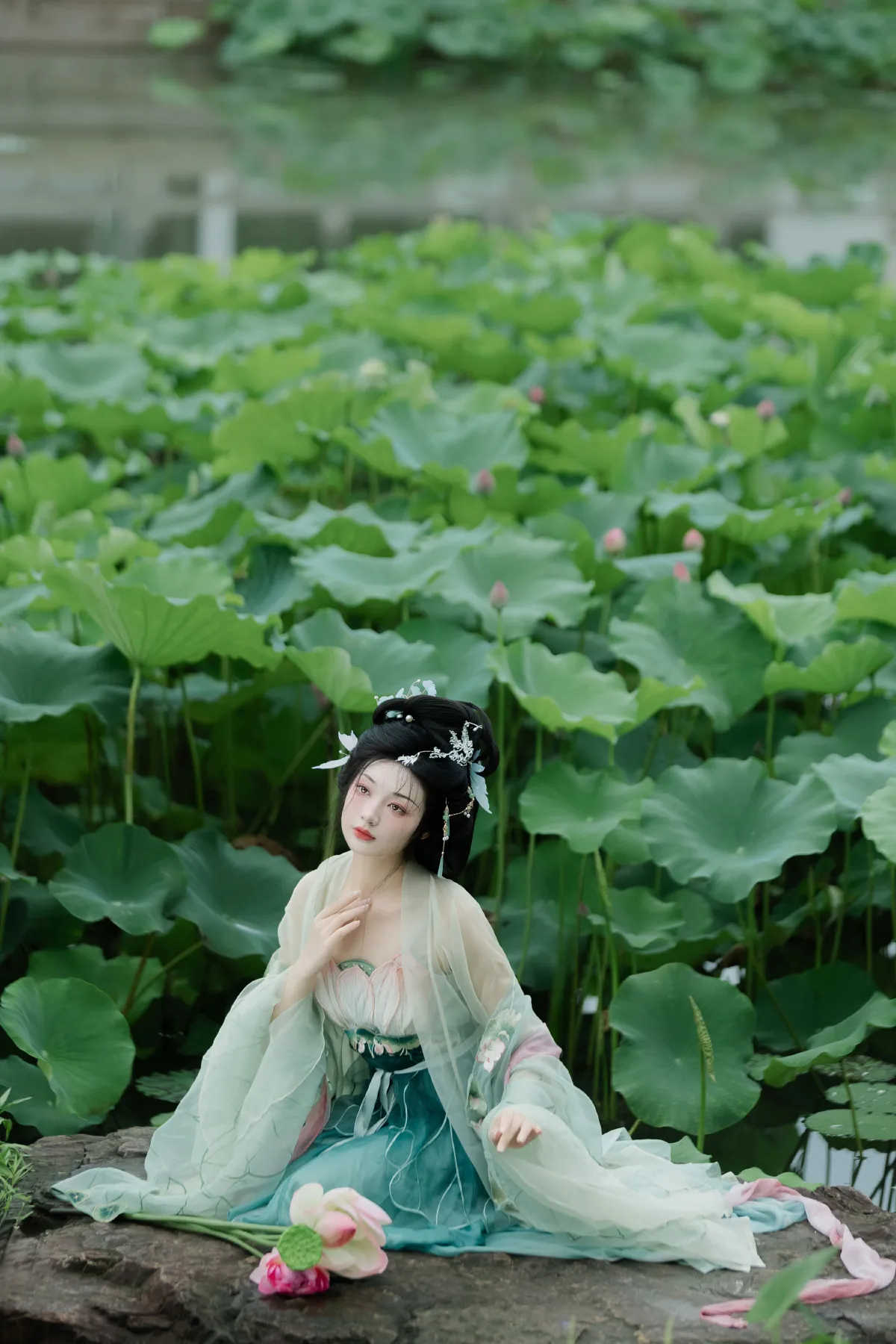 暑荷