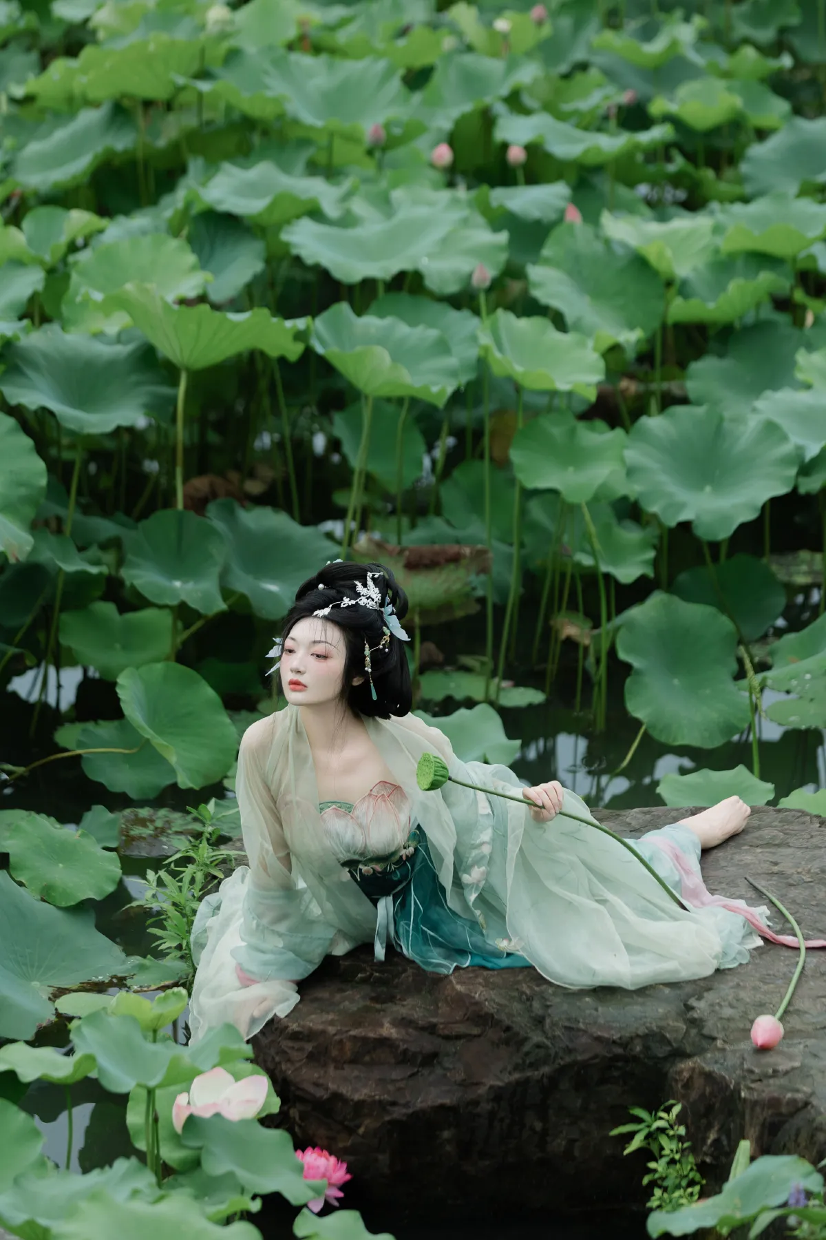 暑荷