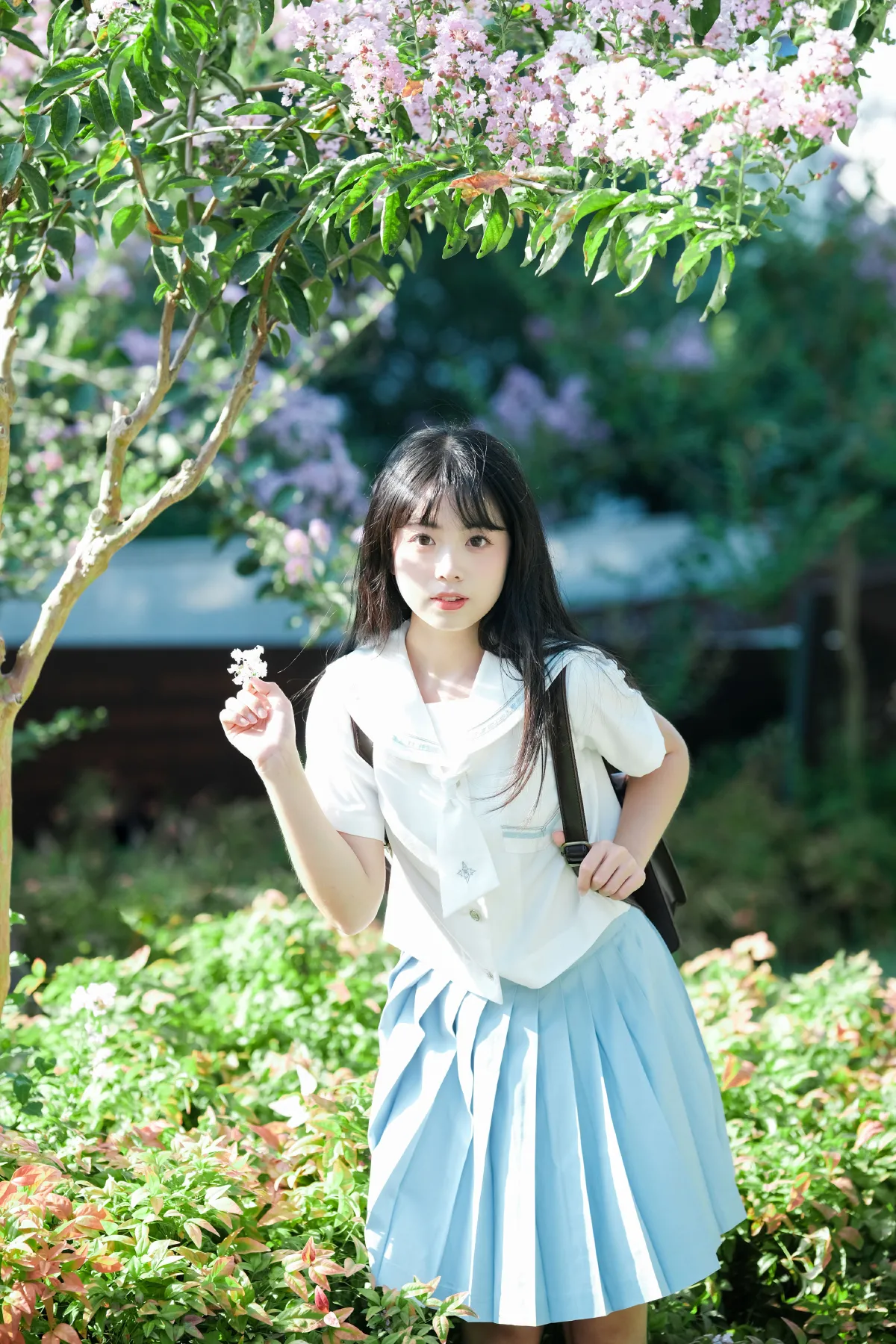 那棵树5