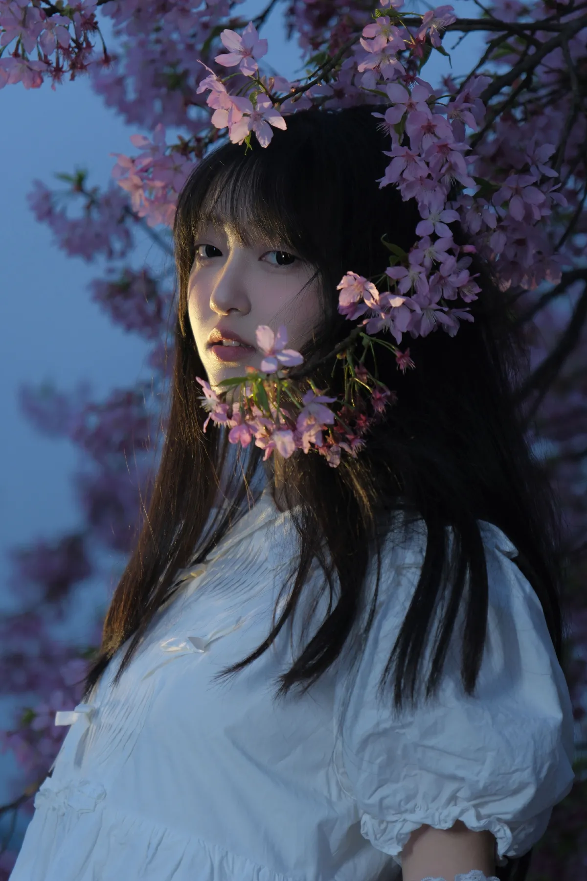 葬樱5
