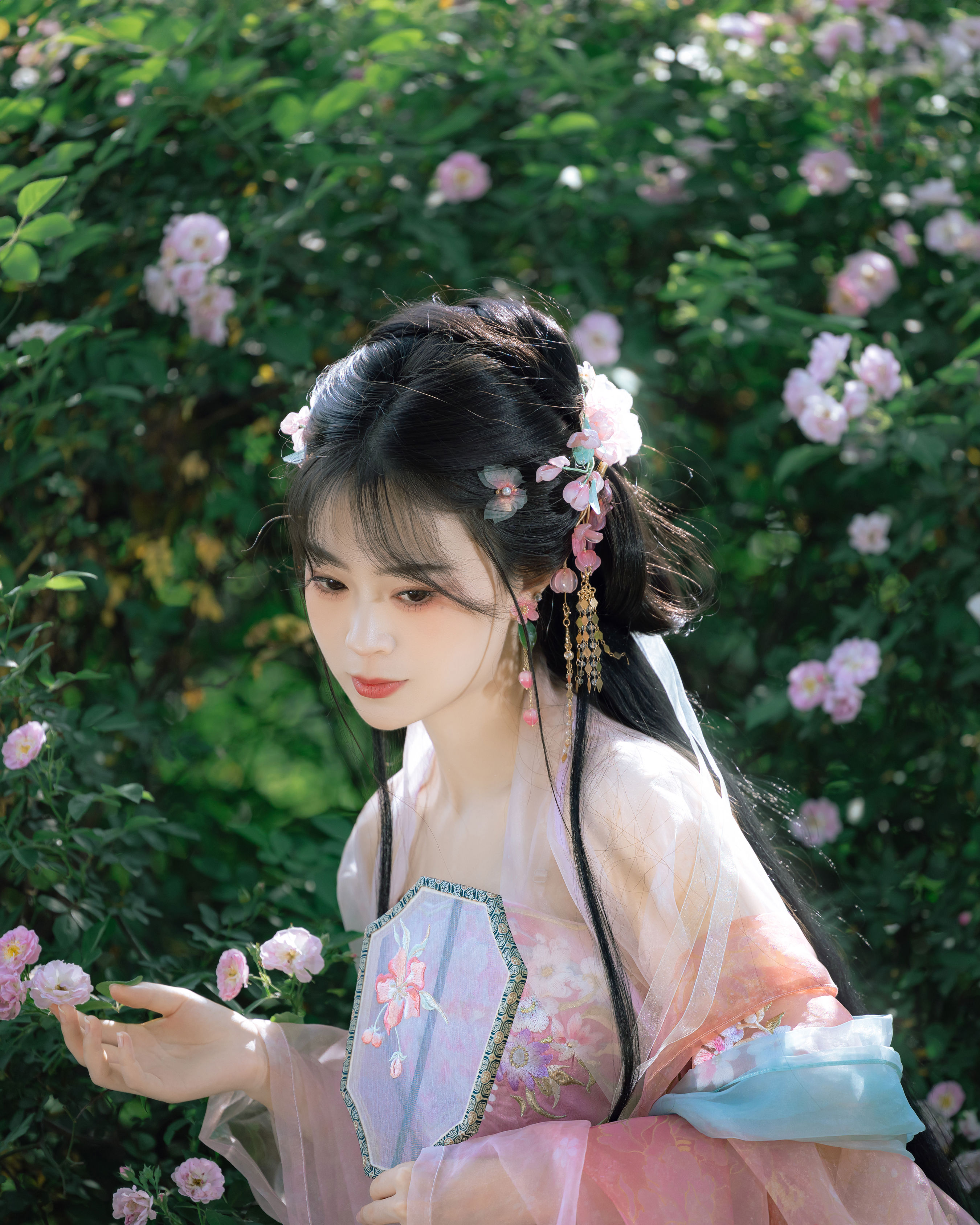 蔷薇