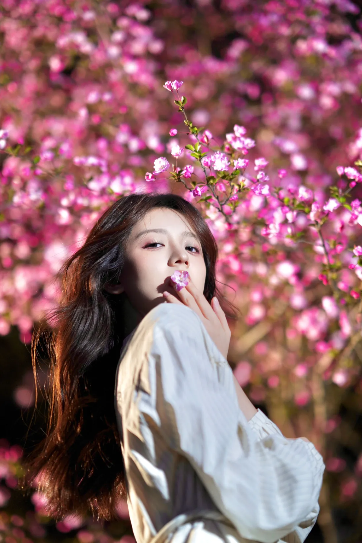 海棠花开