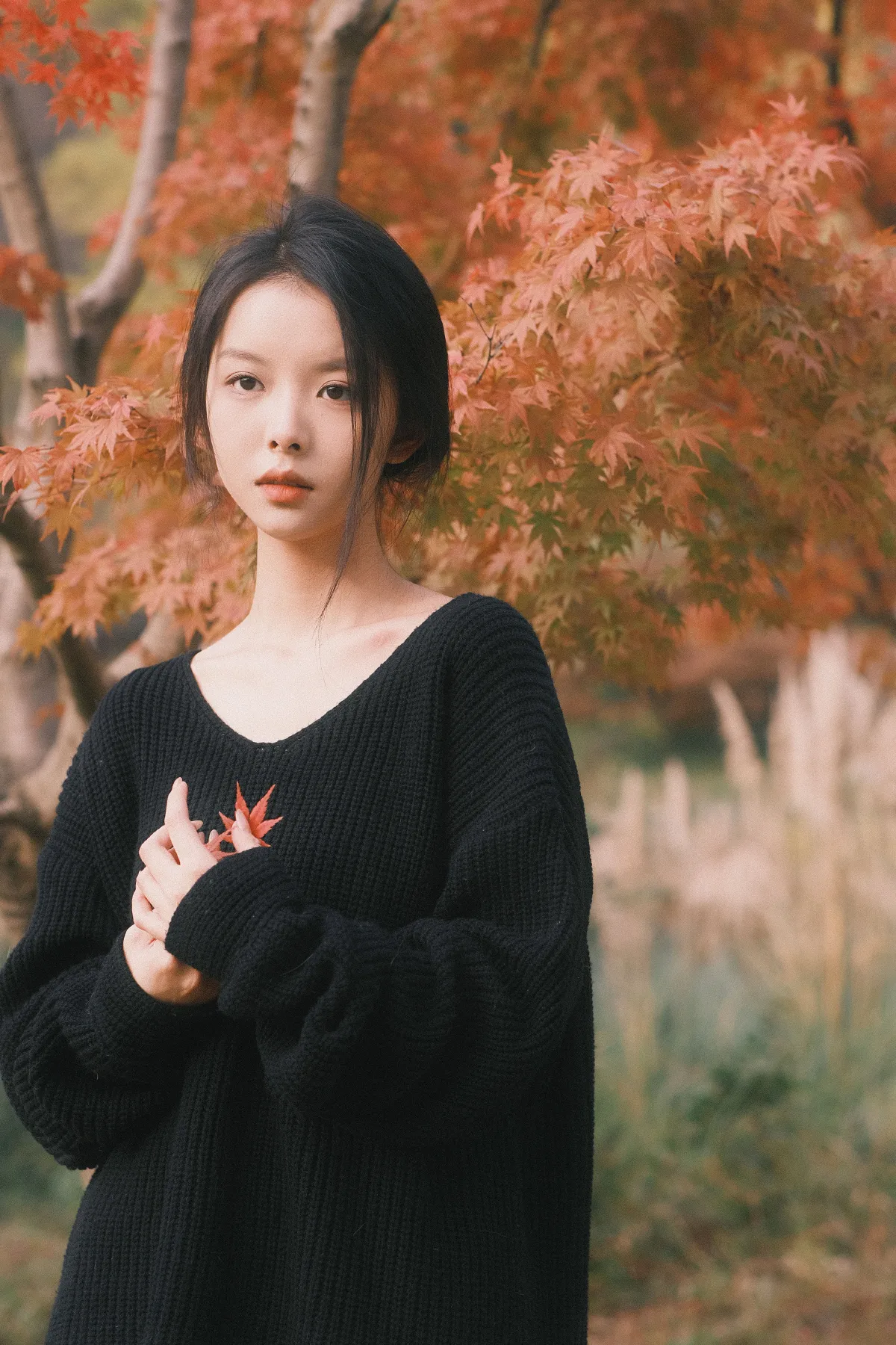 秋枫