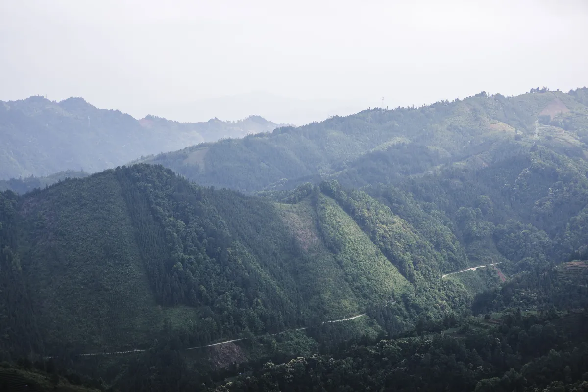 清茗