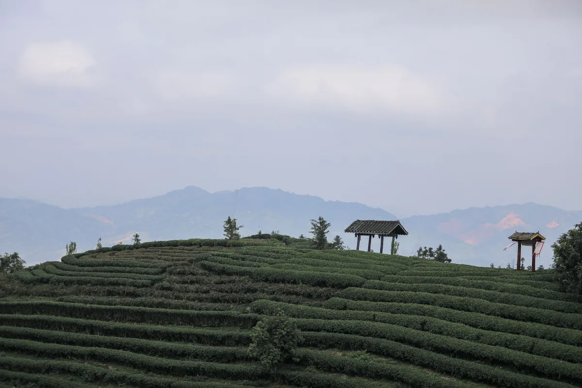 清茗