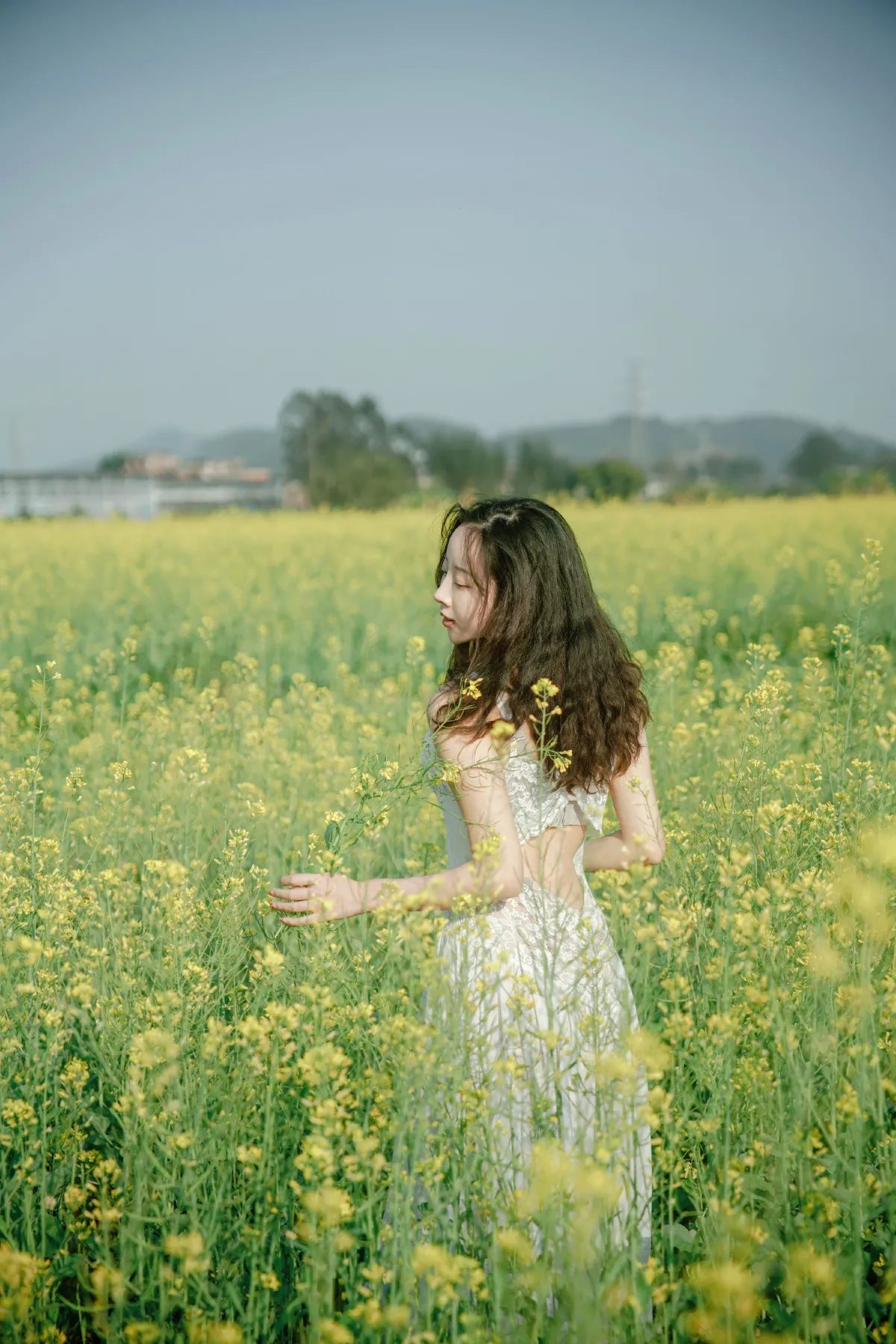 花田少女的春日梦