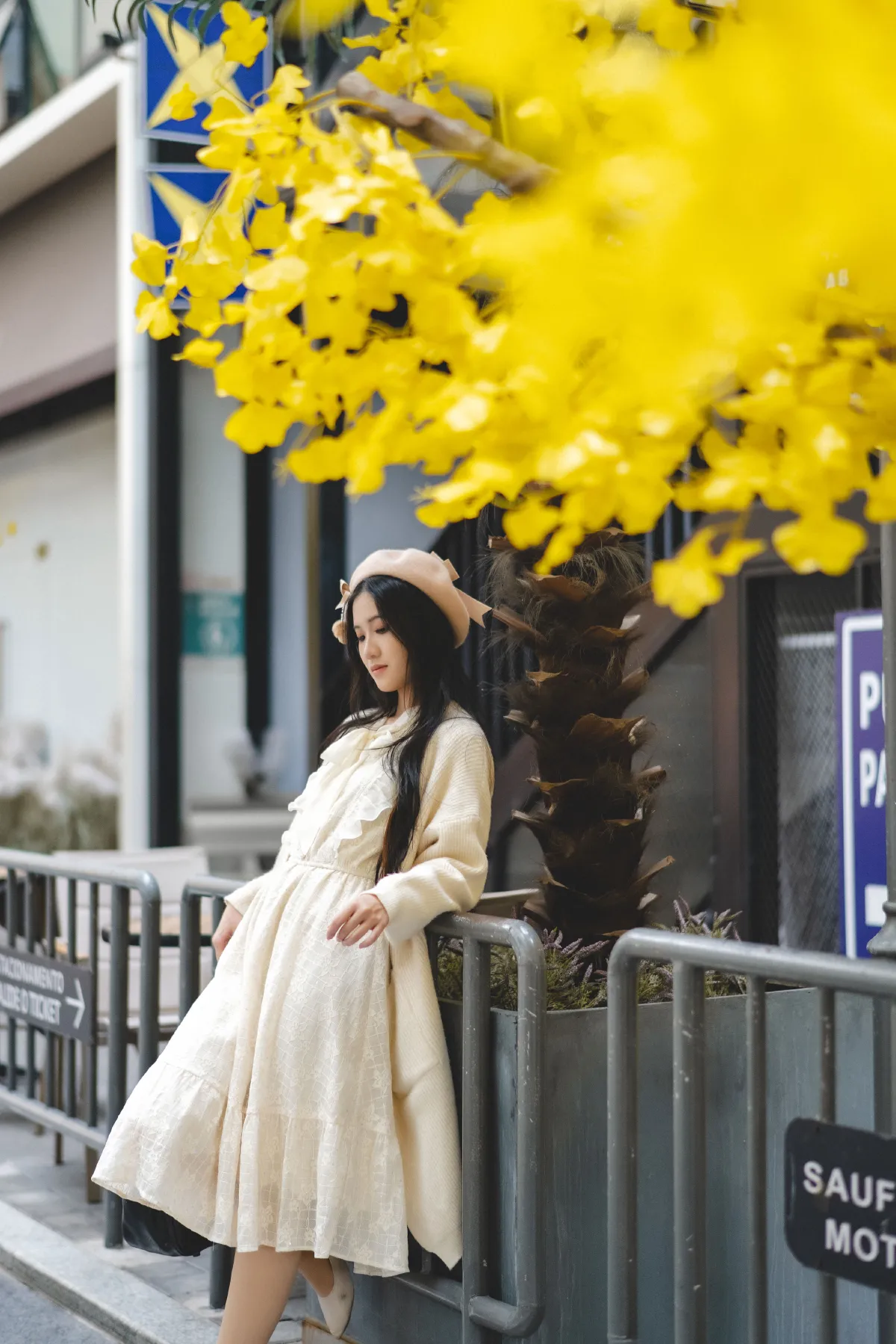 银杏树下