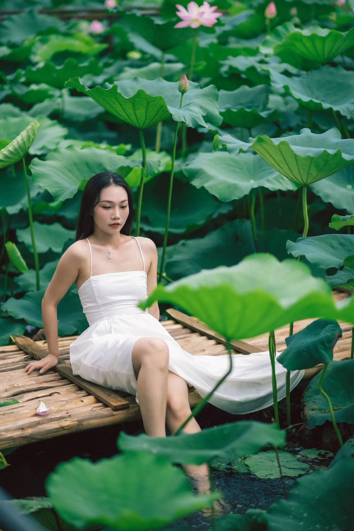 雨荷4