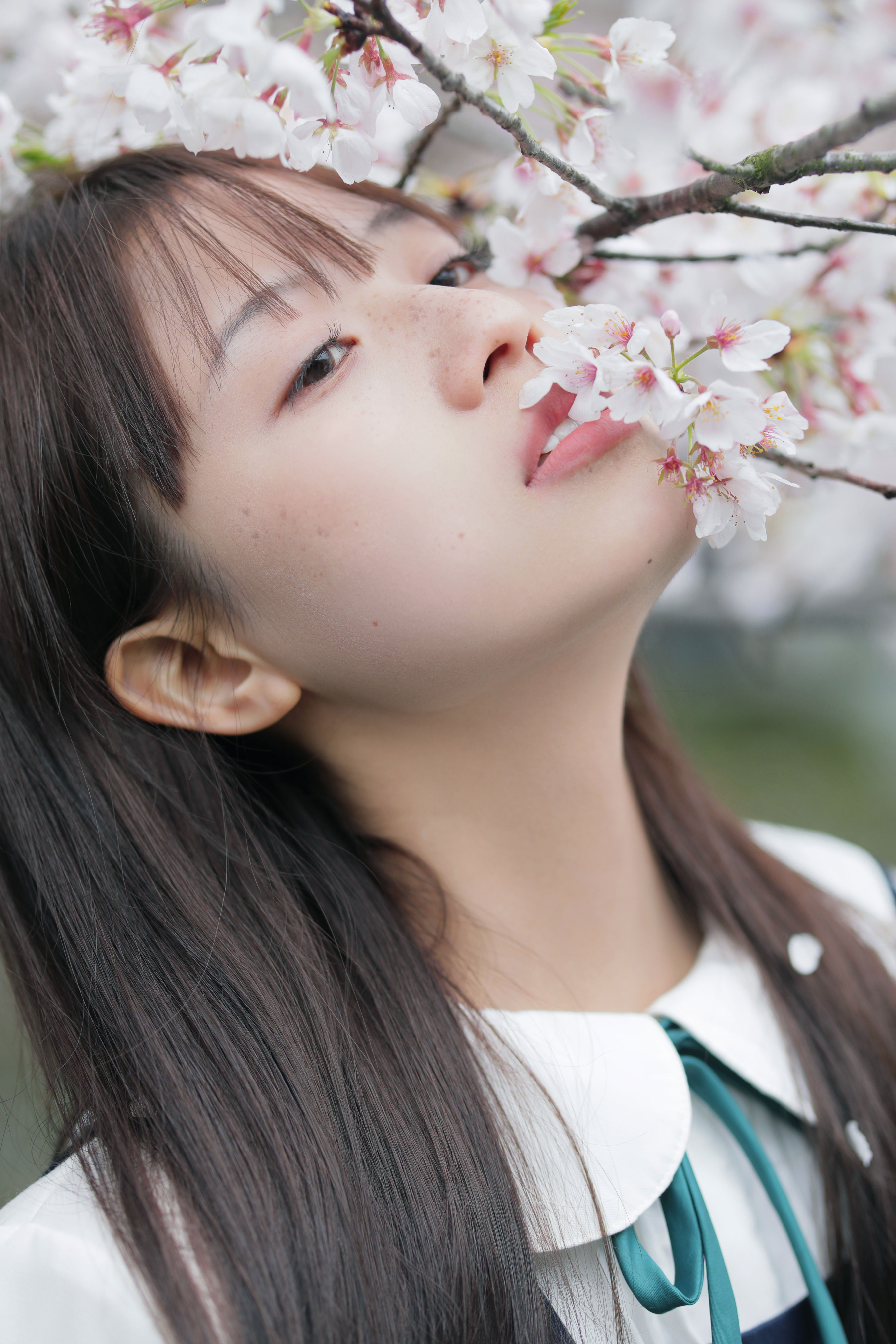 春日礼赞