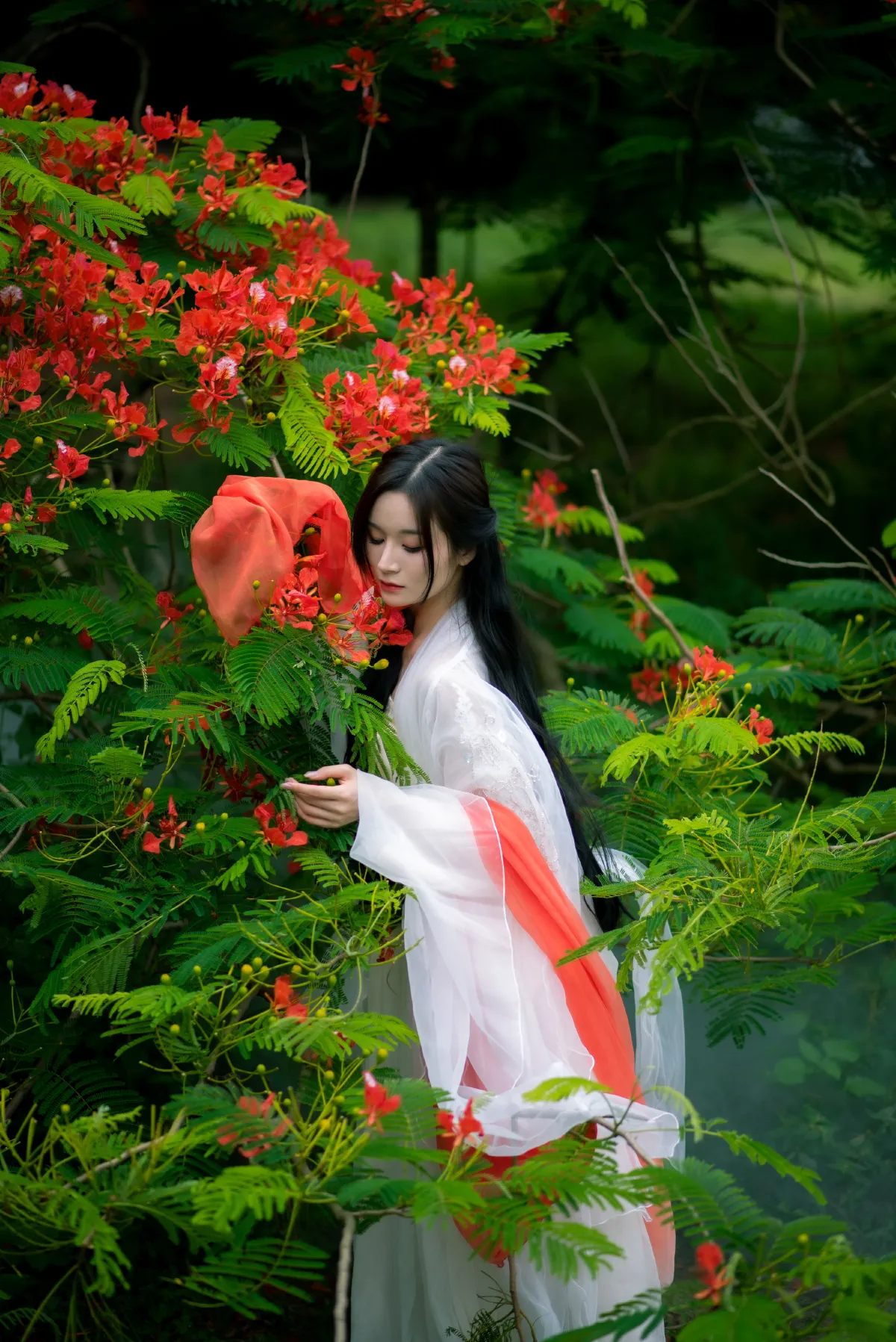 凤凰花开1