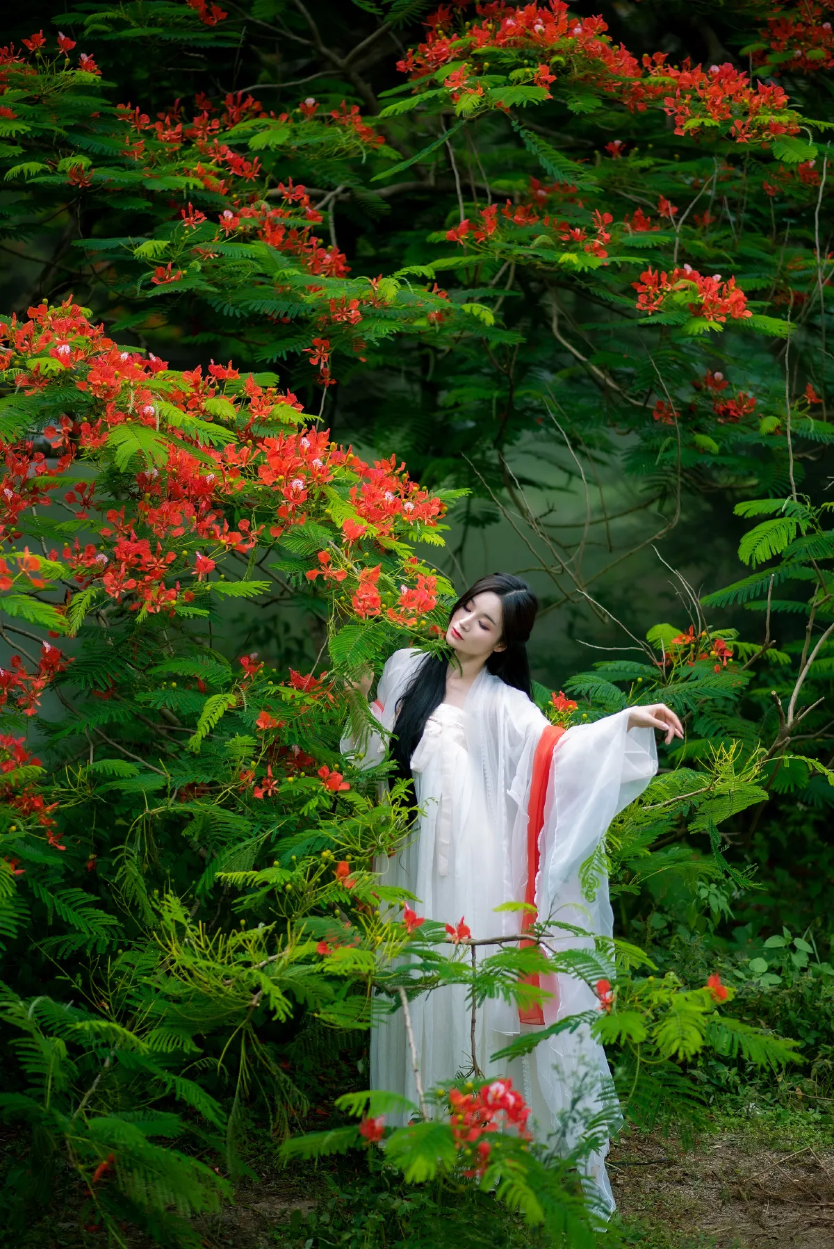 凤凰花开