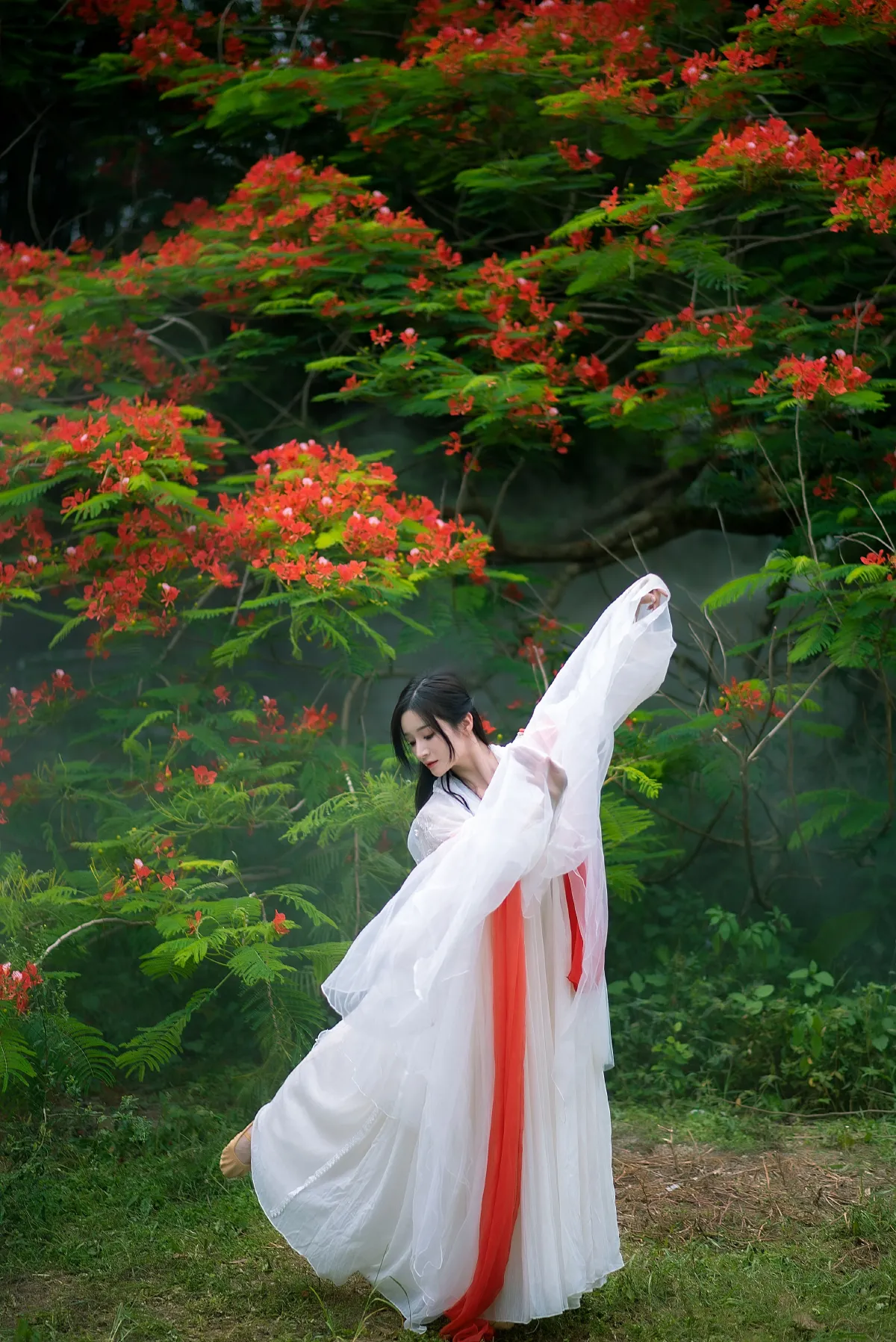 凤凰花开3
