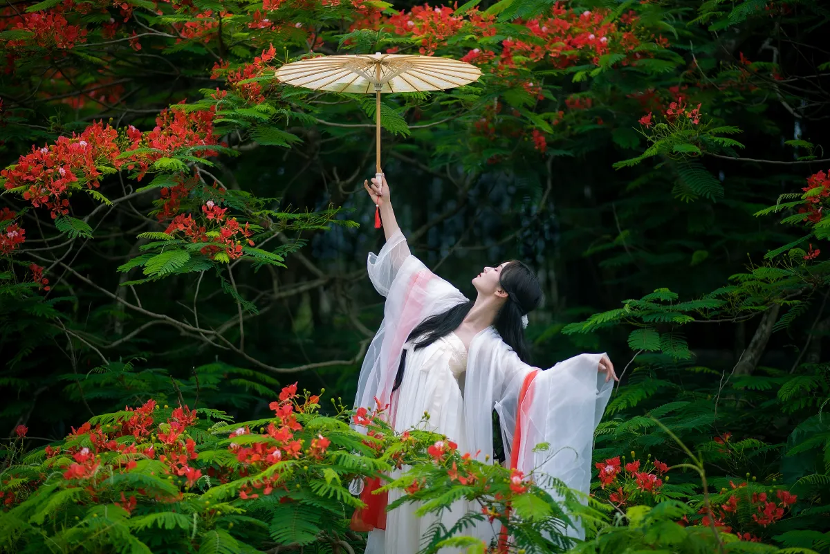 凤凰花开4