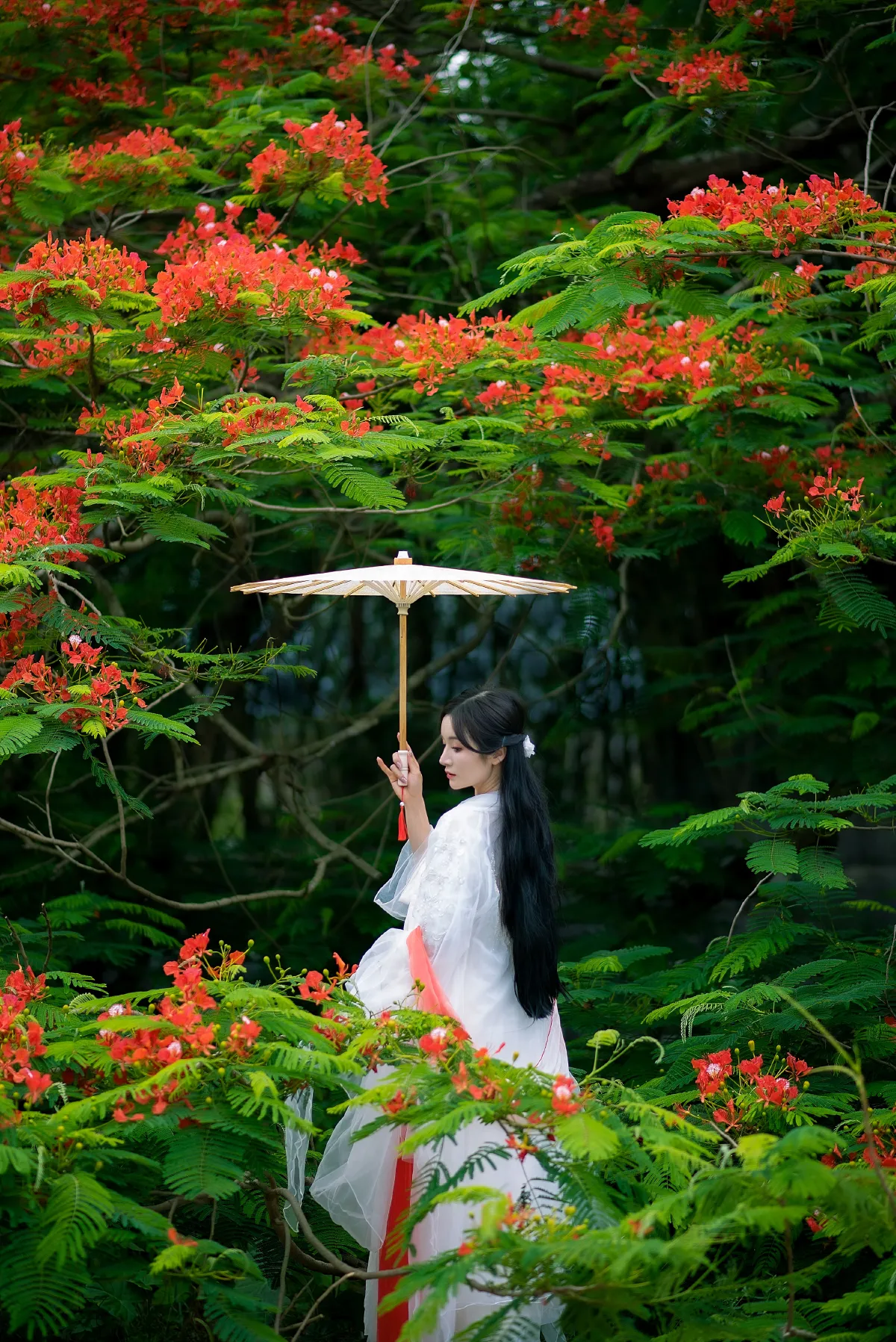 凤凰花开5